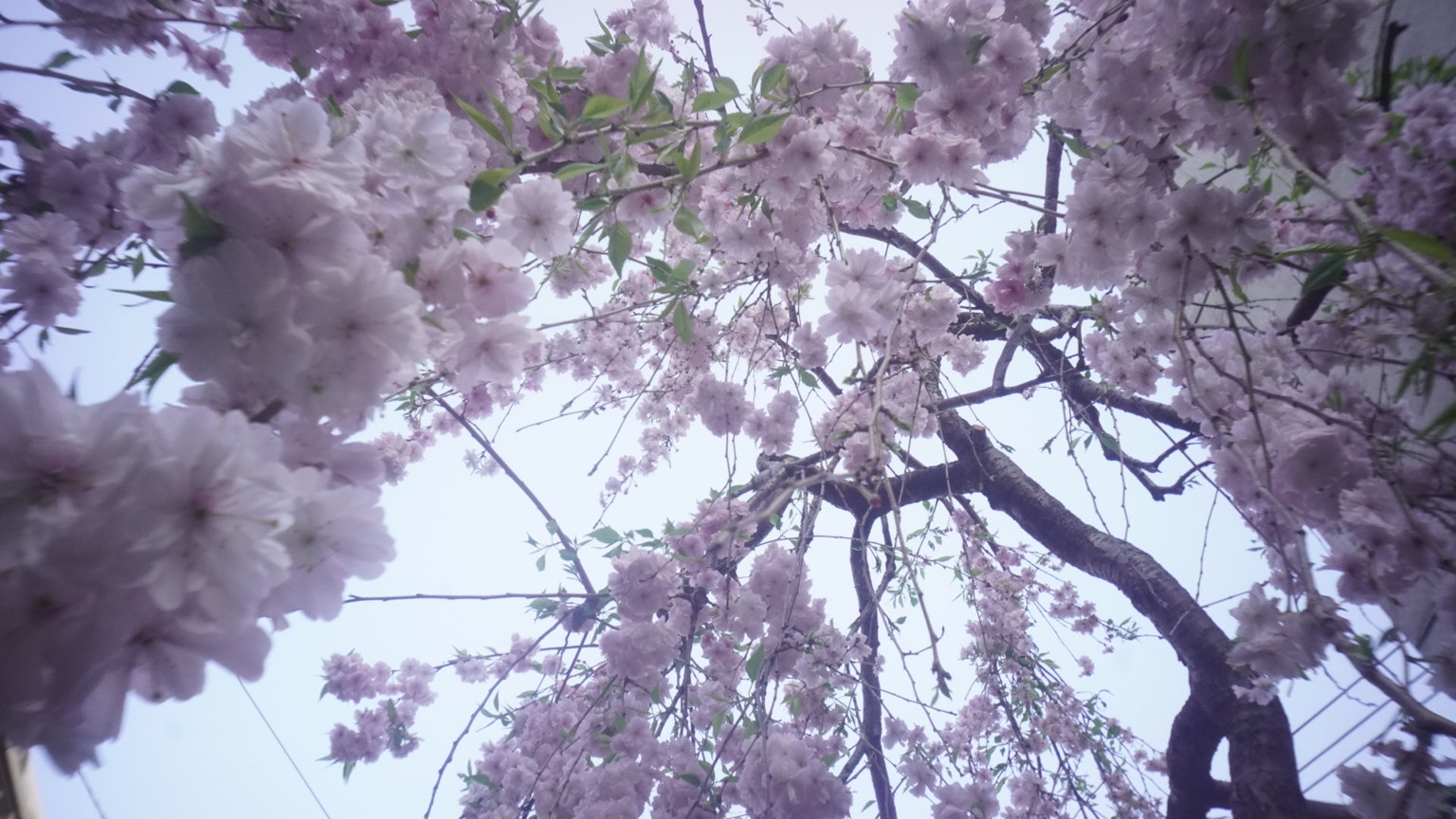 Ansicht von unter einem blühenden Kirschbaum mit vollen rosa Blüten vor einem hellen Himmel