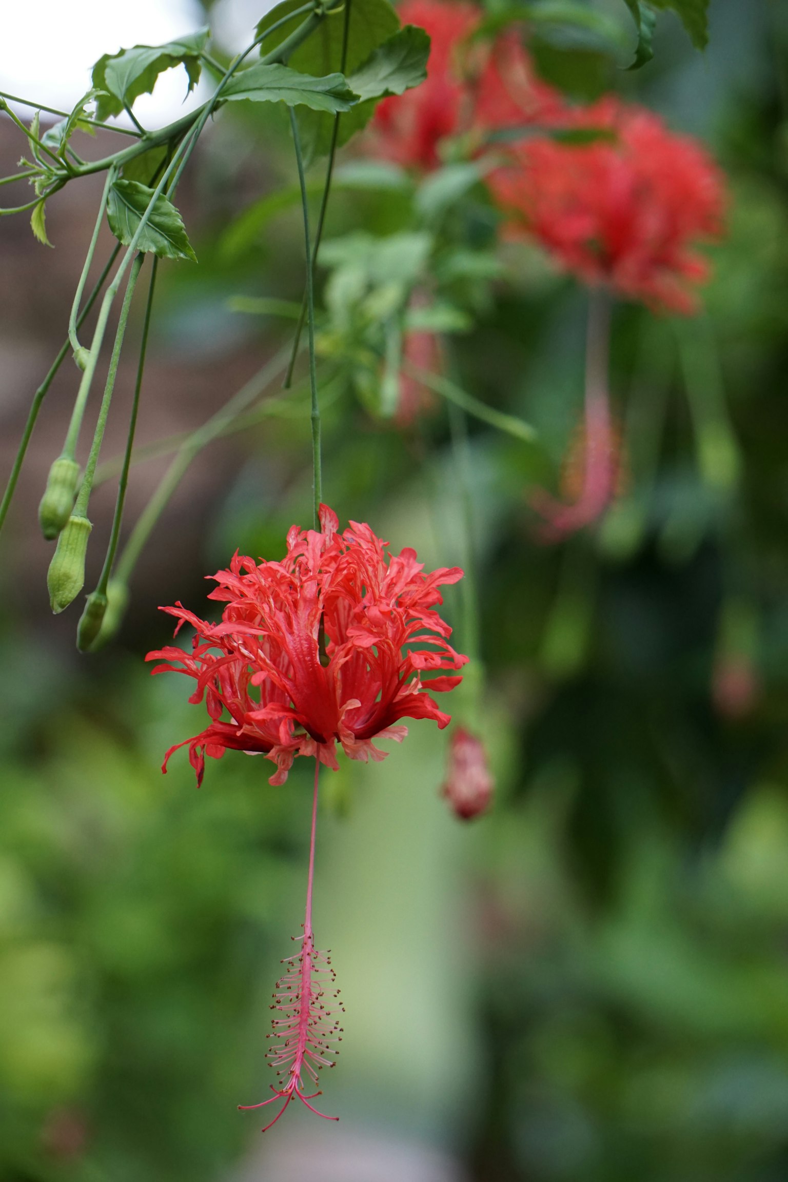Fiore rosso vibrante che pende su uno sfondo verde