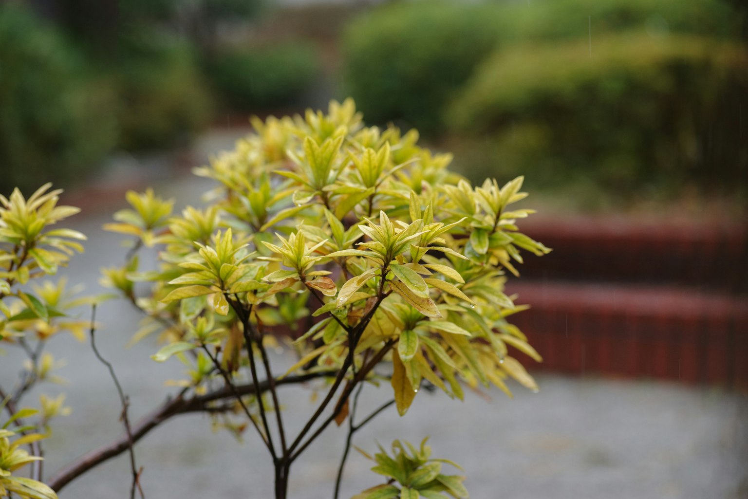 小树的特写，生动的绿色和黄色叶子，模糊的花园背景