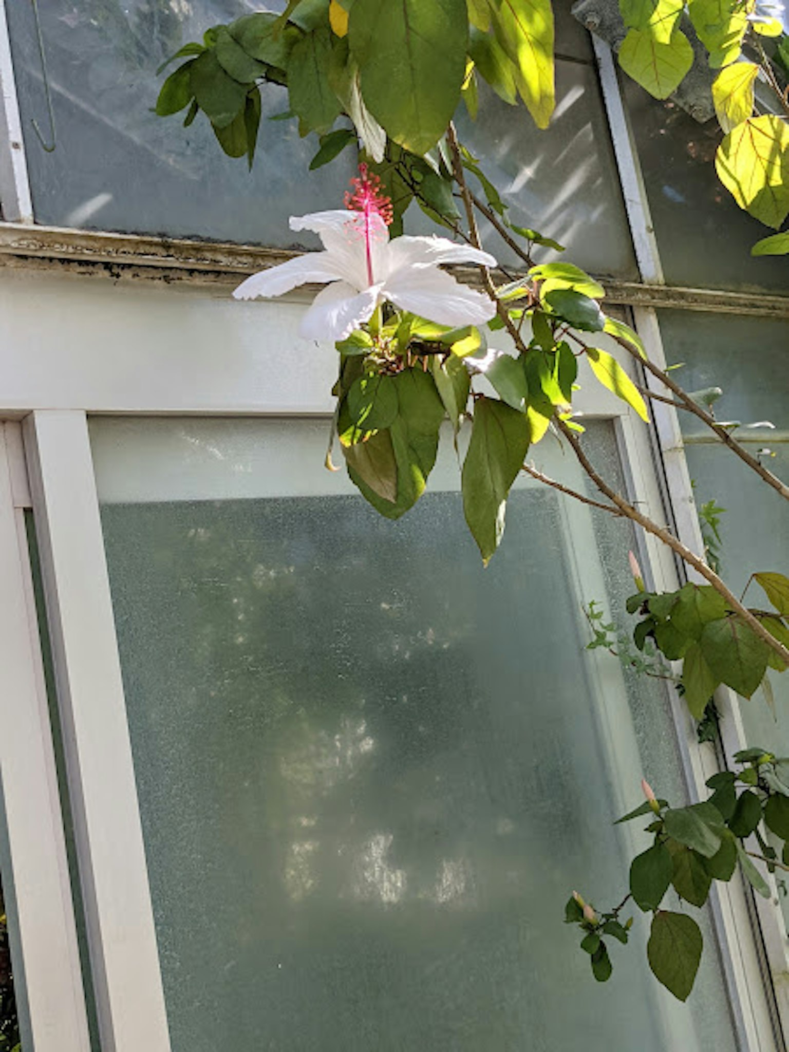 Una flor blanca asomando entre hojas verdes cerca de una pared de vidrio