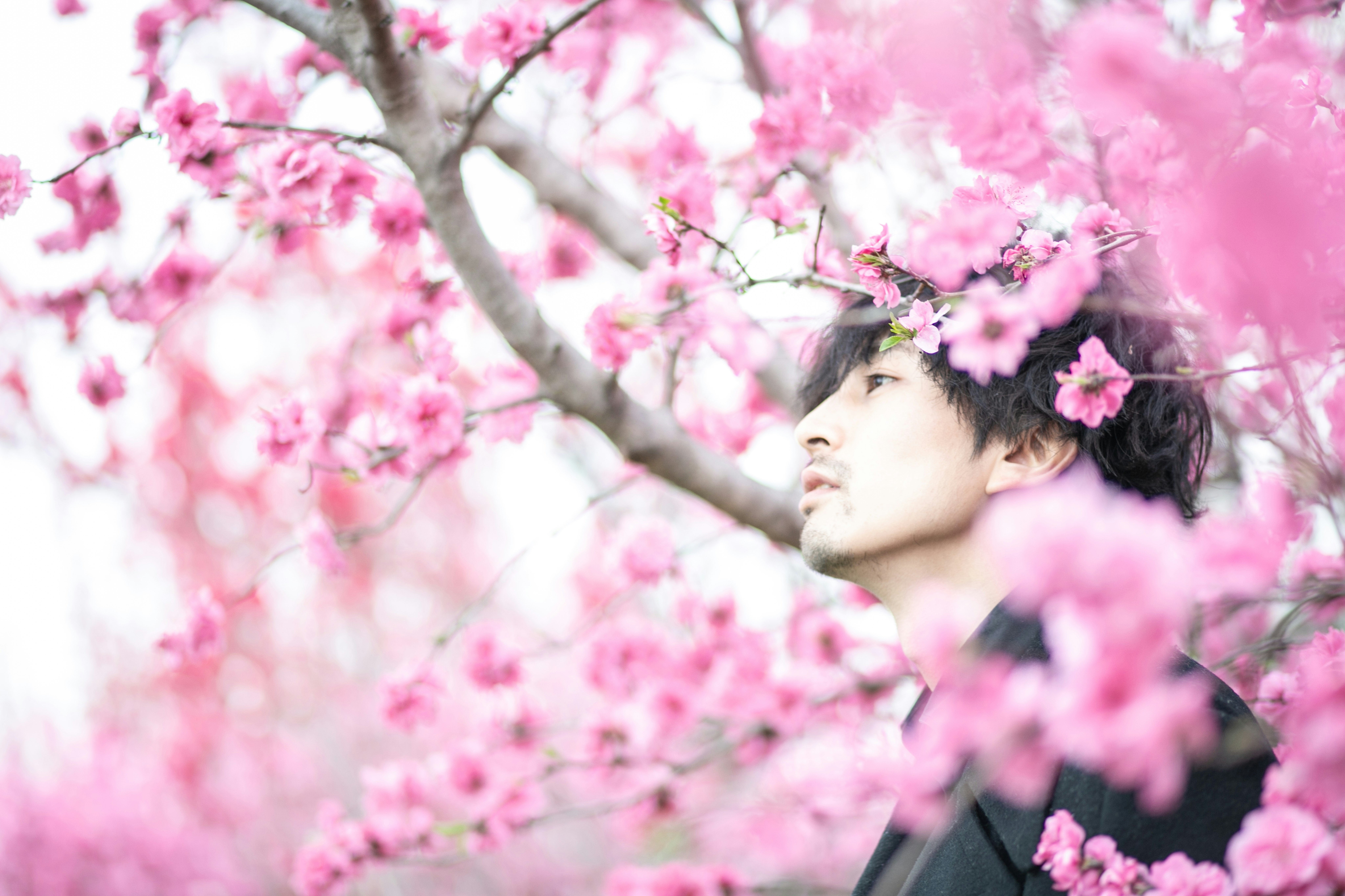 春の桜並木で見上げる横顔の人物
