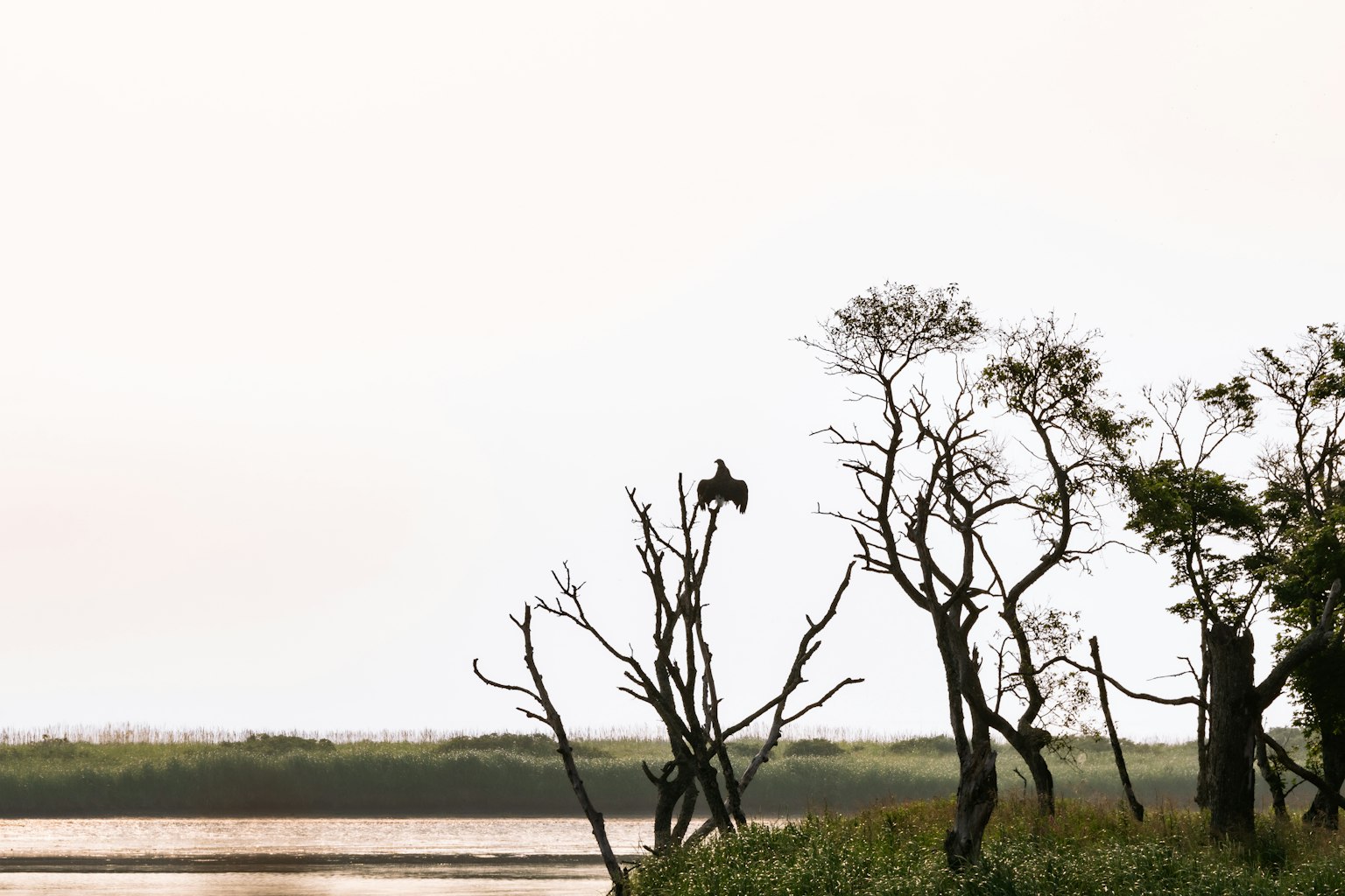 Silhouette di un uccello appollaiato su un albero secco in una zona umida