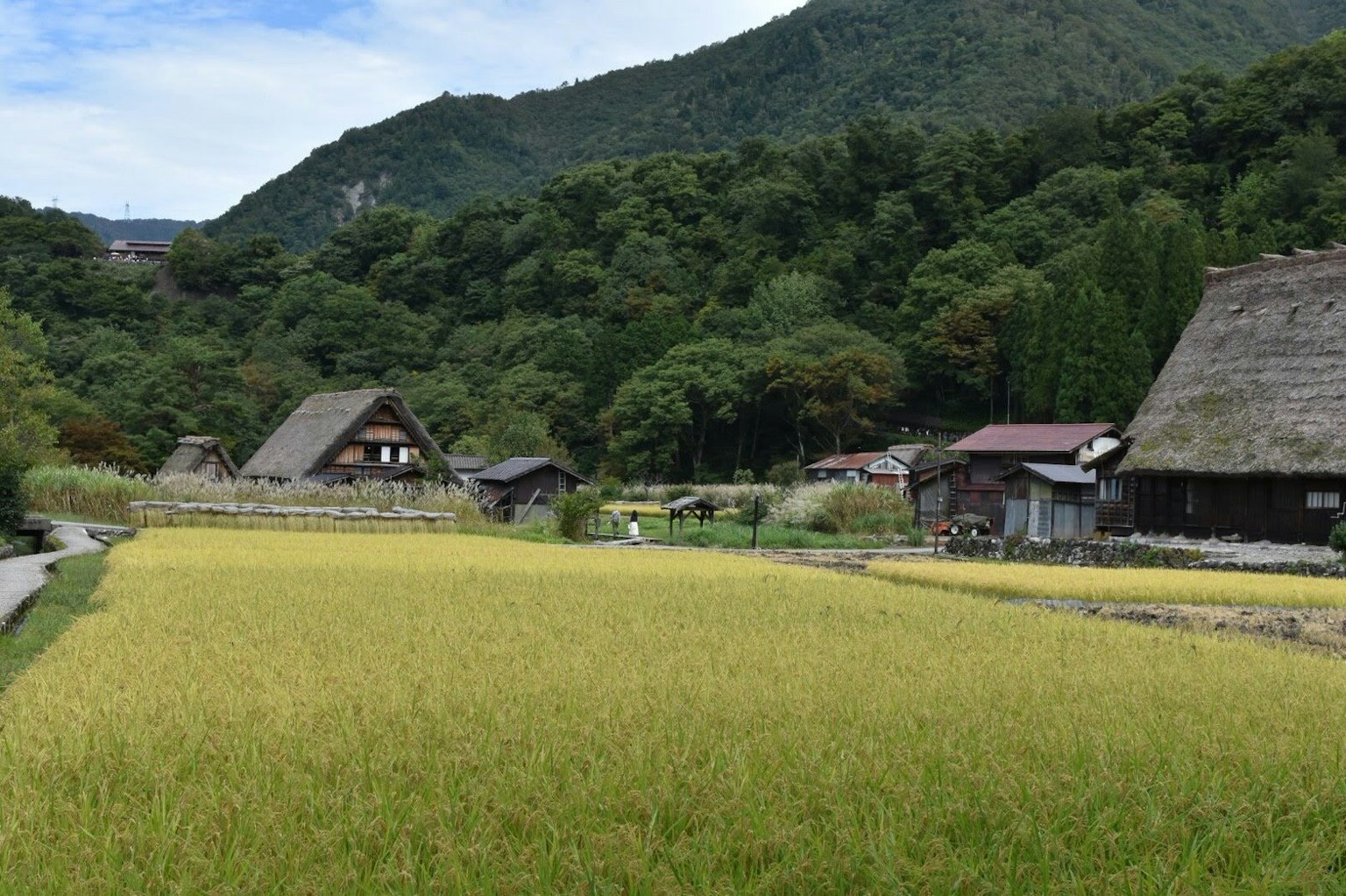 Paesaggio rurale pittoresco con campi di riso maturi e case tradizionali giapponesi