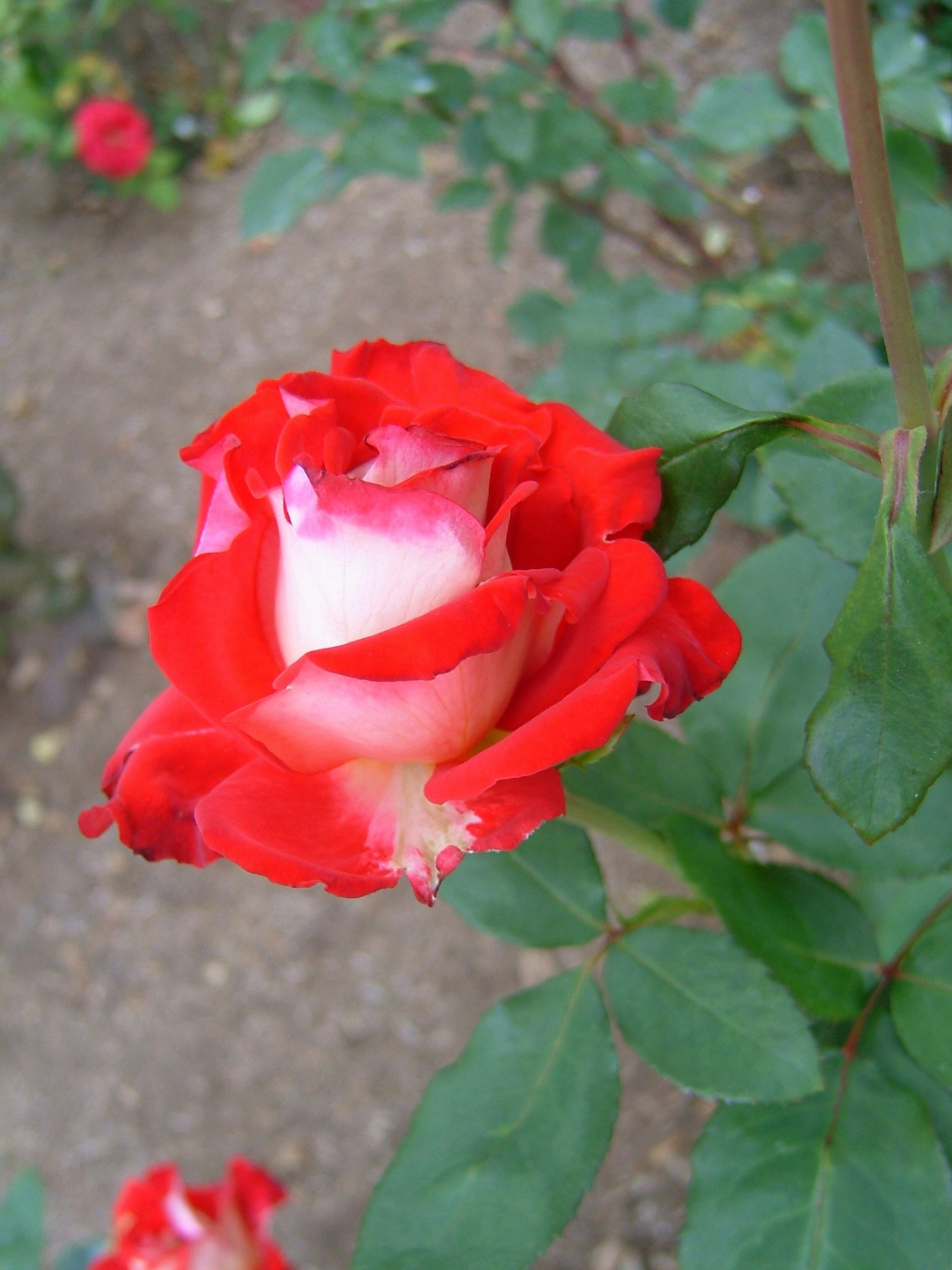 Schöne rote Rose blüht mit grünen Blättern im Hintergrund