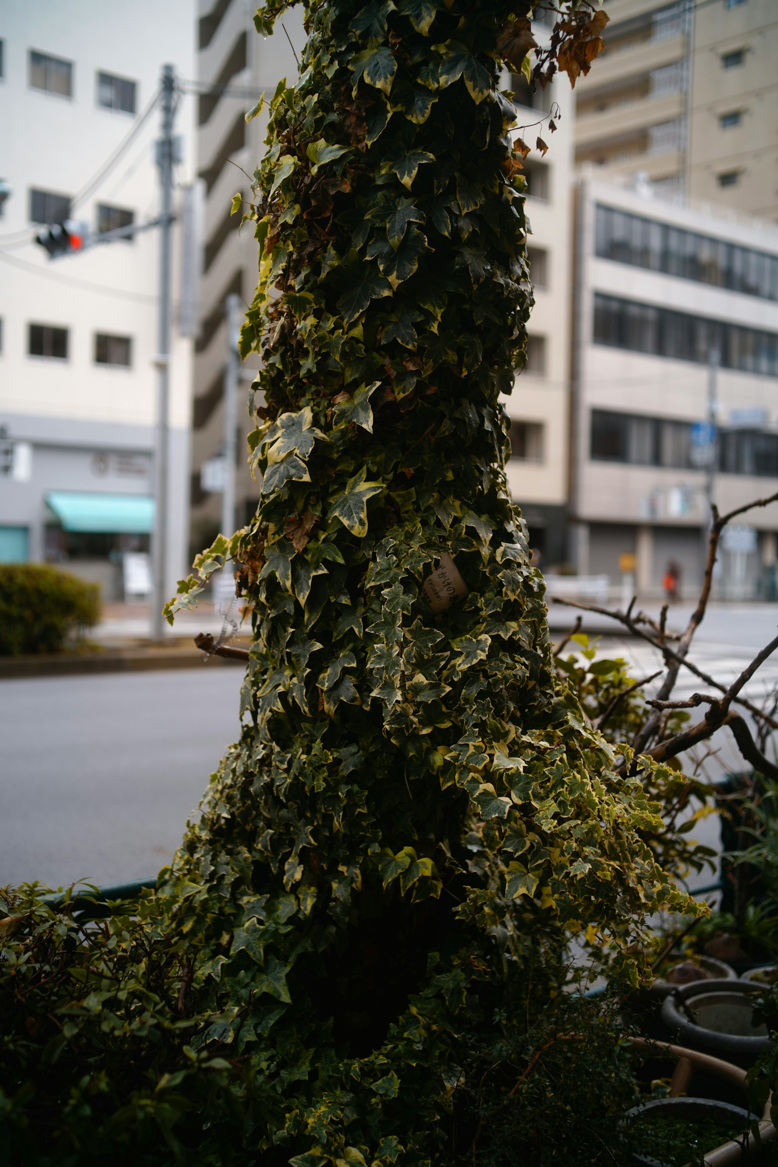Tree trunk covered in ivy with buildings in the background