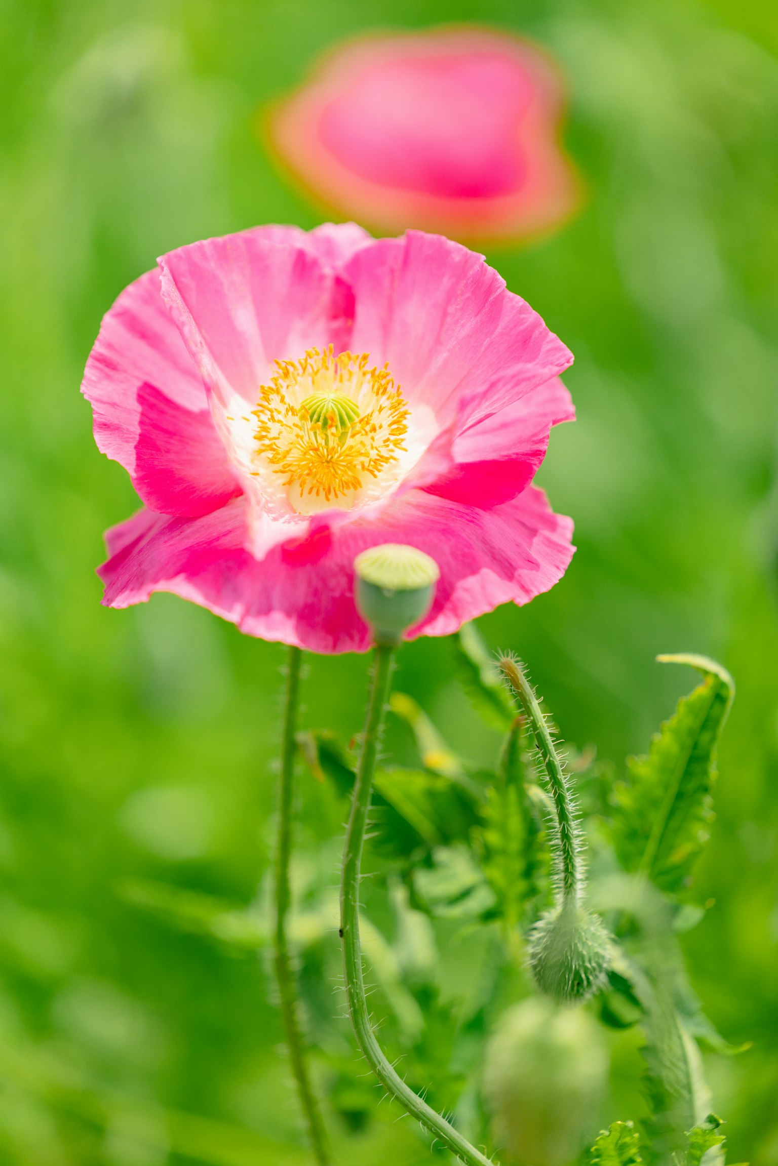 Hoa anh túc hồng rực rỡ trên nền xanh