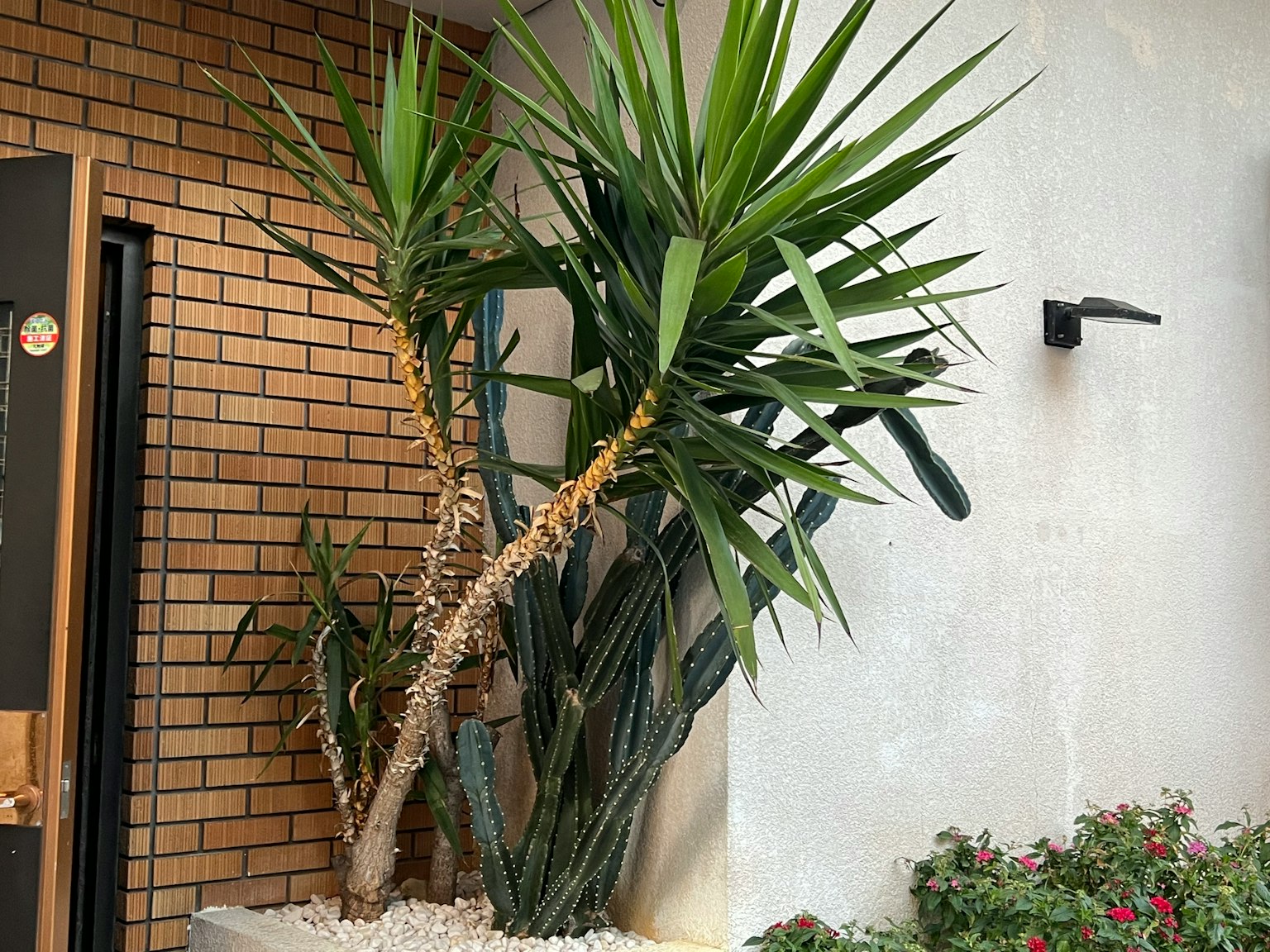 Cây mọng nước có lá dài đặt ở lối vào
