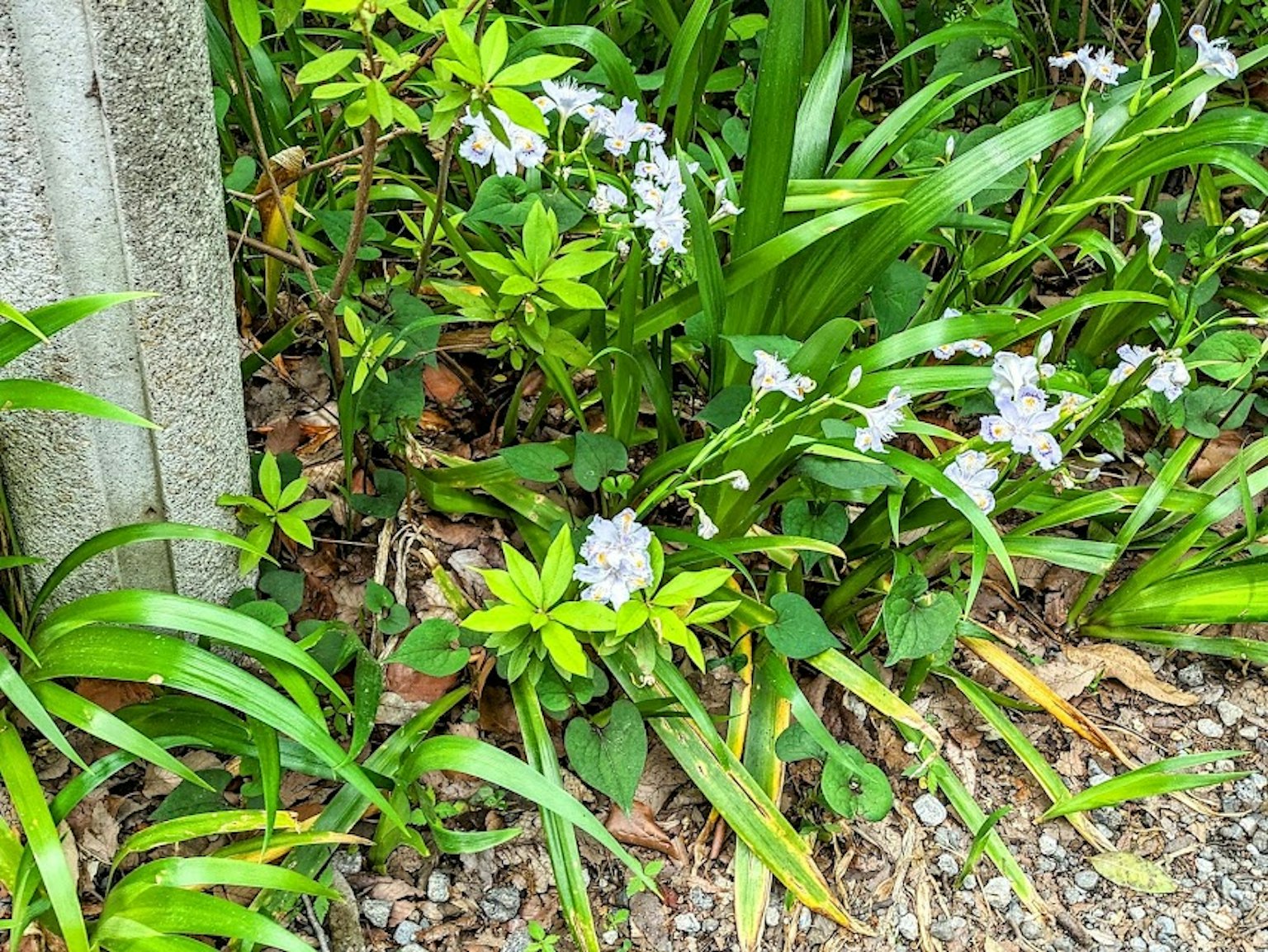 Bild von grünen Blättern mit blühenden weißen Blumen