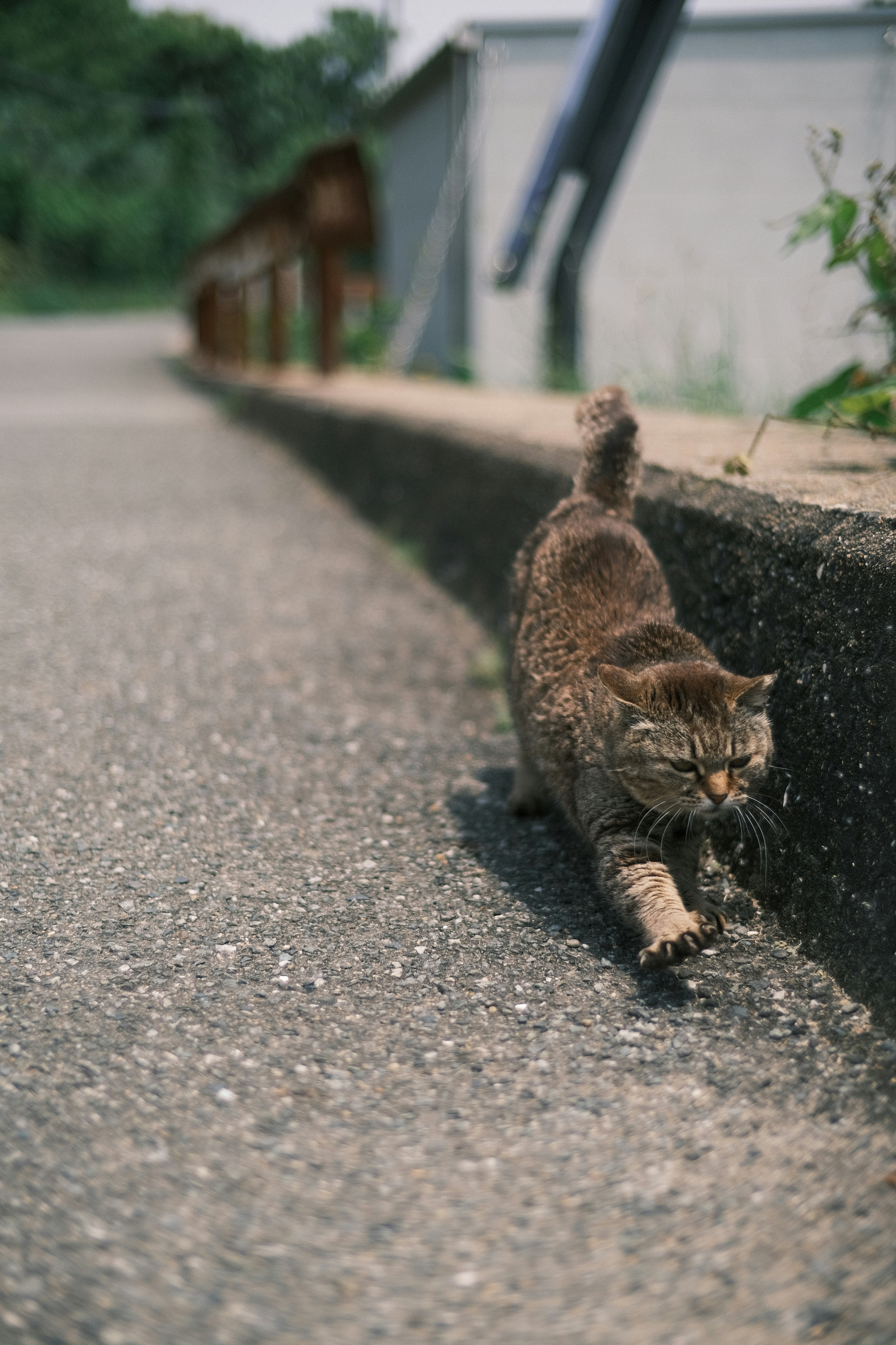 kitten resting by a roadside wall
