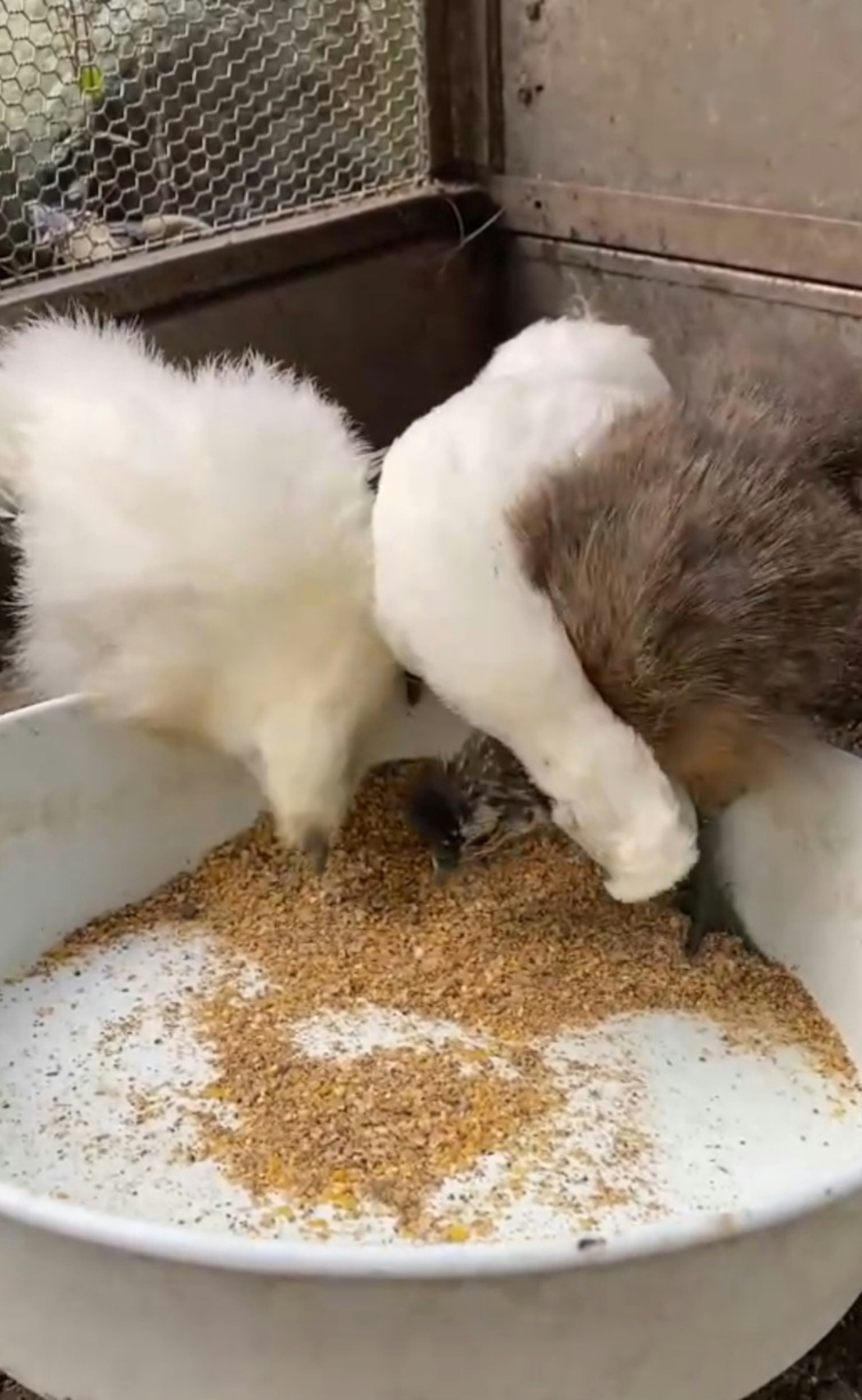Two birds with white and brown feathers feeding in a bowl