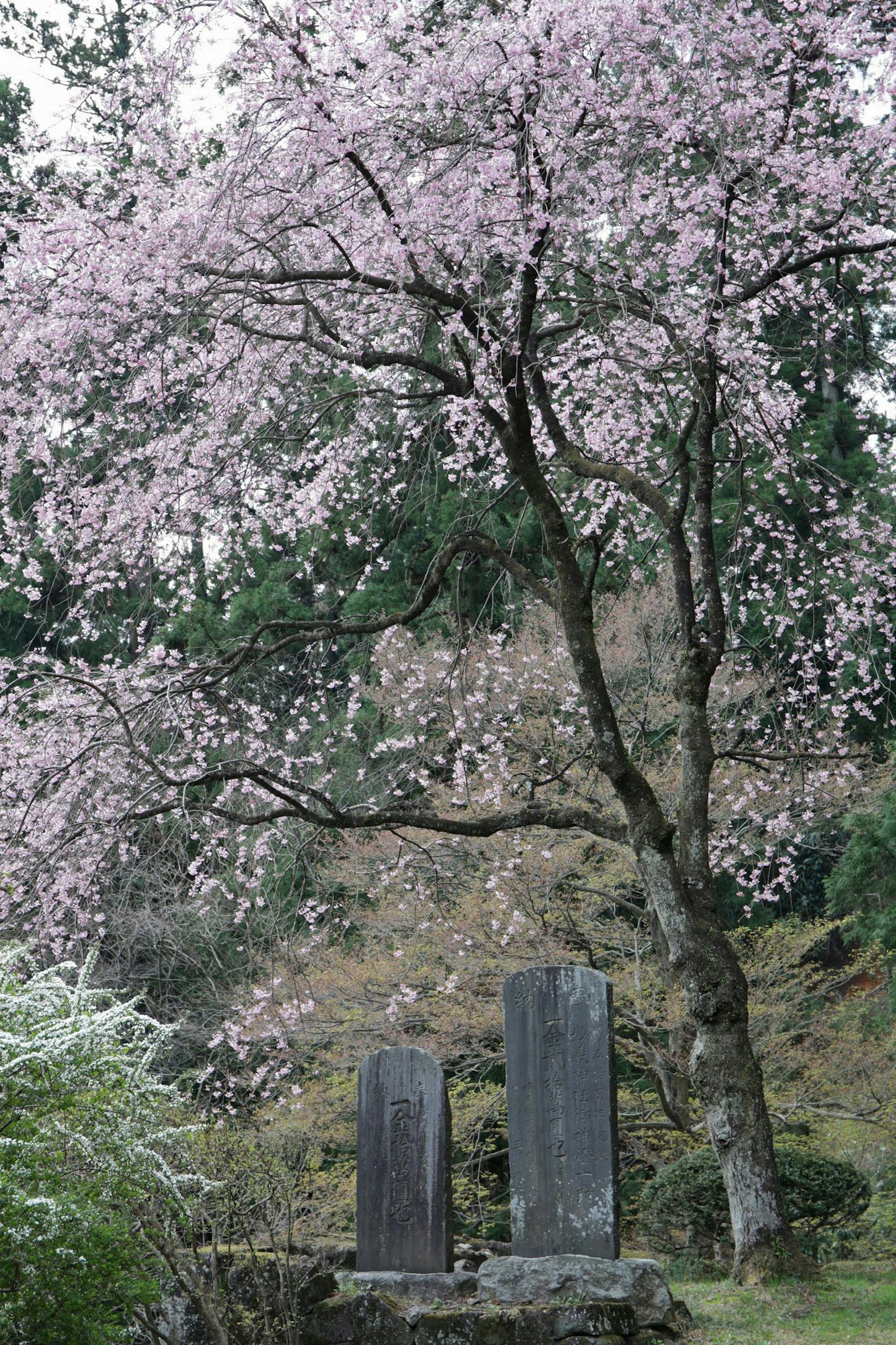 櫻花樹和兩塊石碑