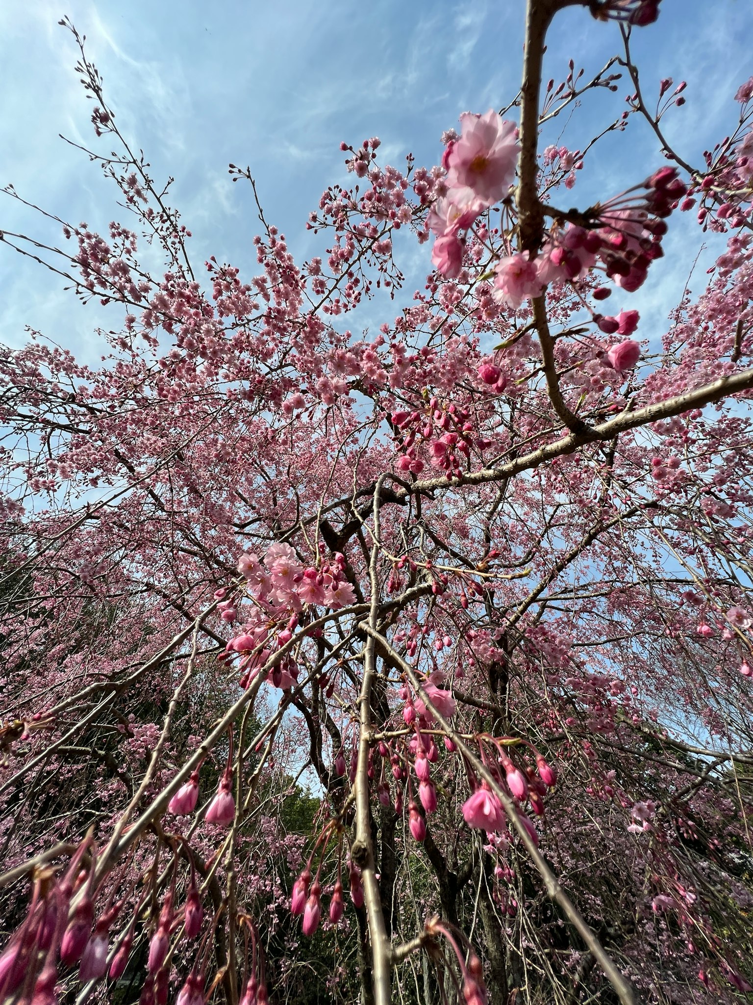 View of cherry blossom tree with pink flowers against a blue sky