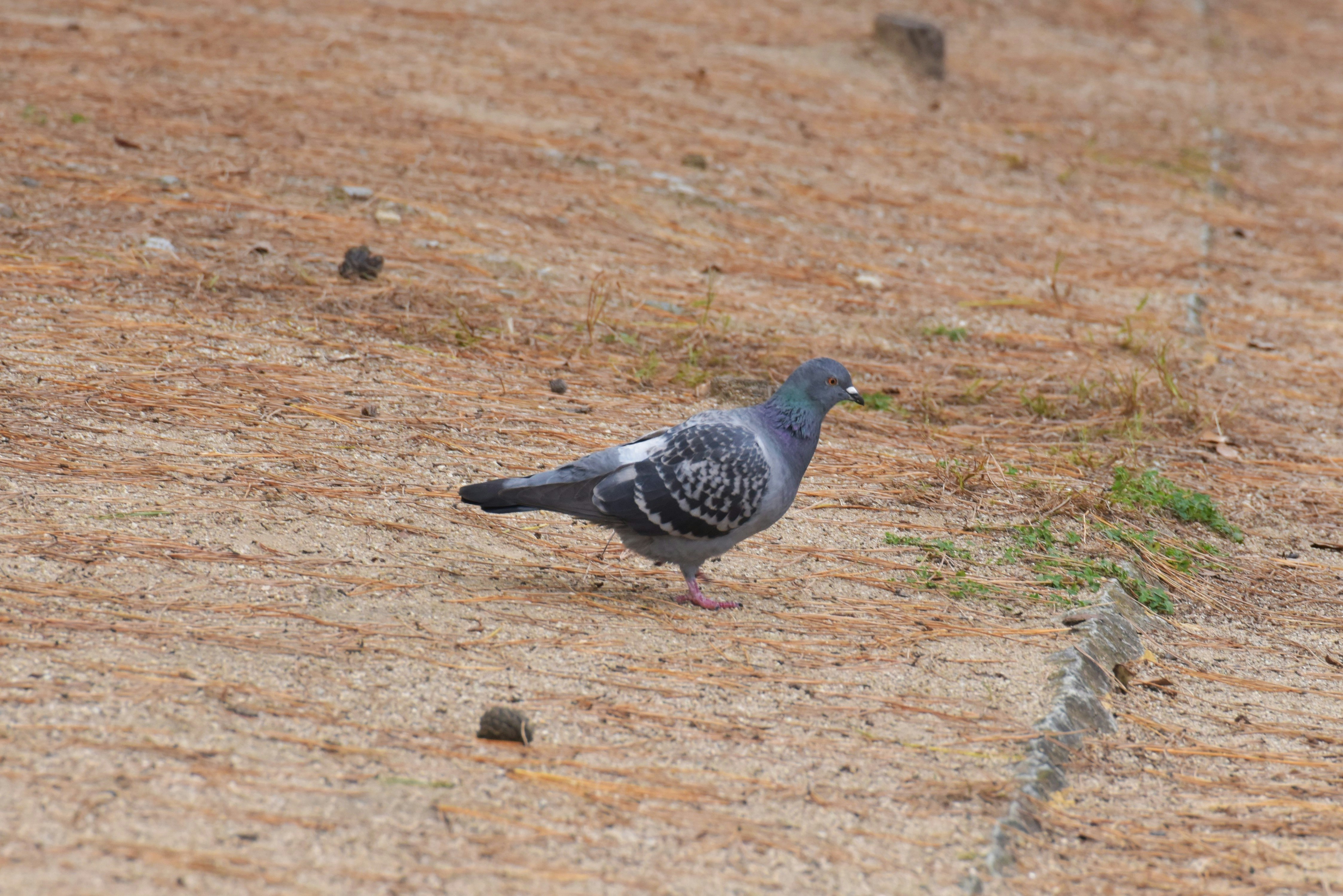 Gray pigeon walking on the ground