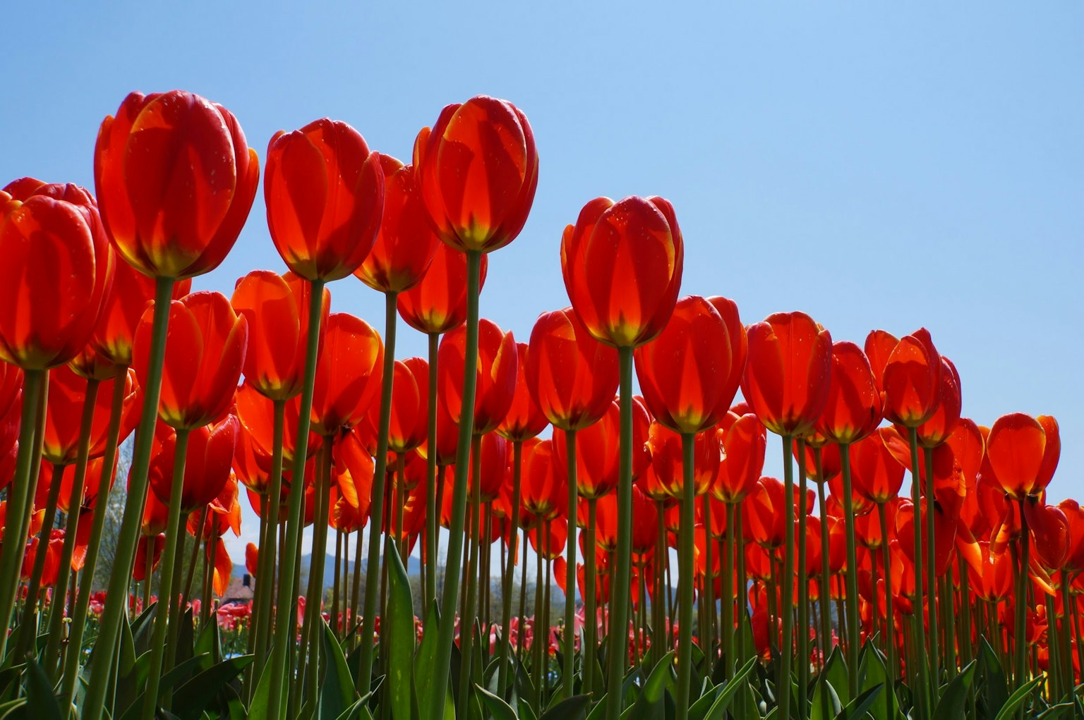 Campo di tulipani rossi sotto un cielo blu chiaro