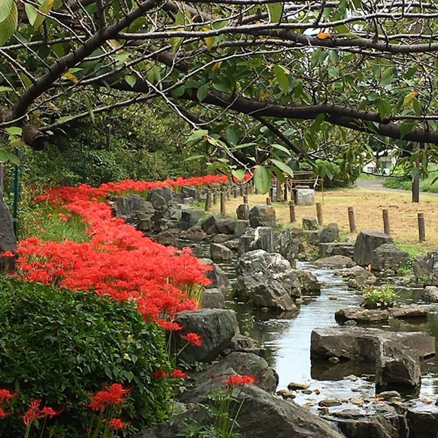 红花沿着小溪的风景和石头小路