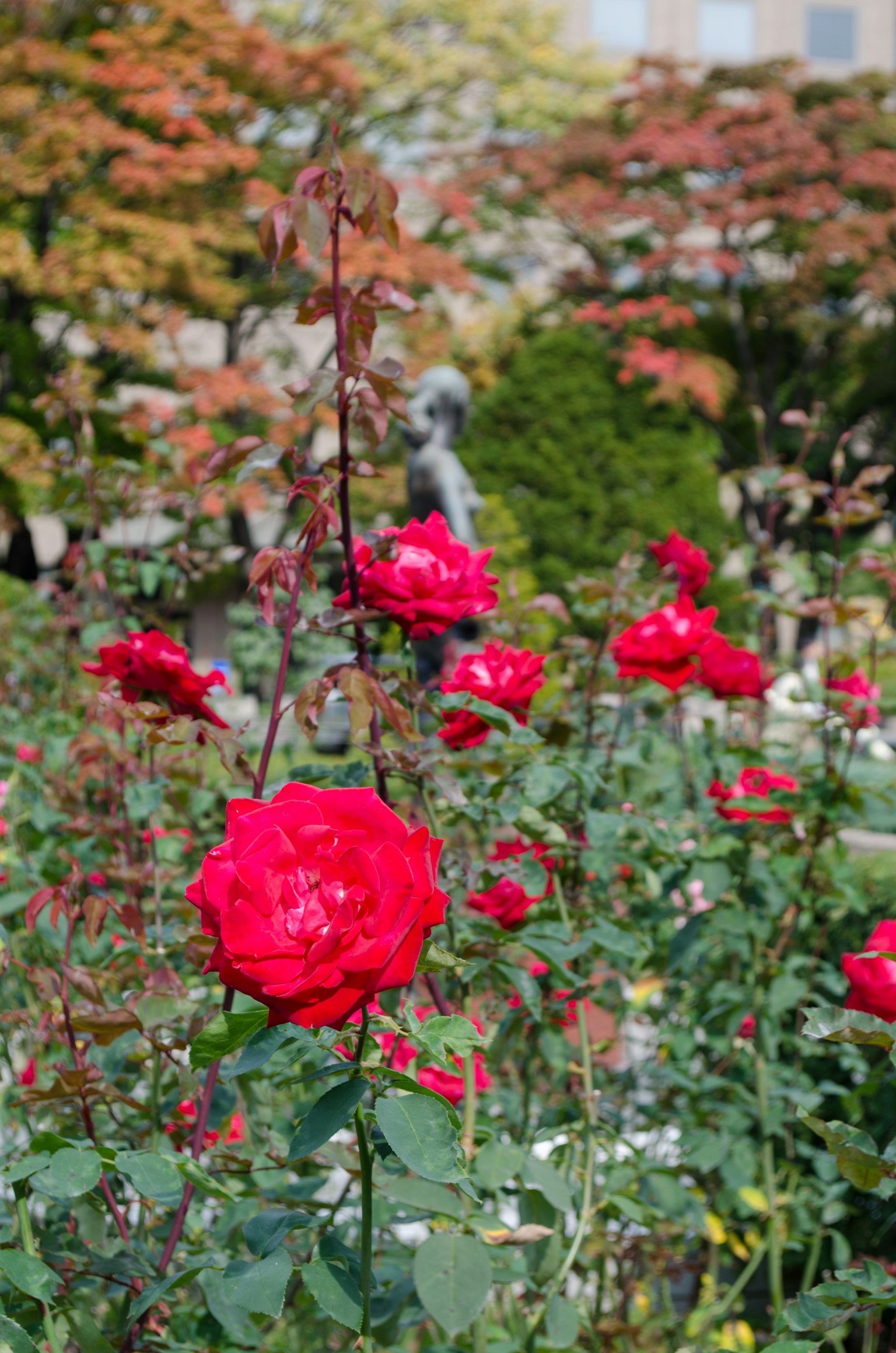 A garden scene featuring blooming red roses with a statue and autumn foliage in the background