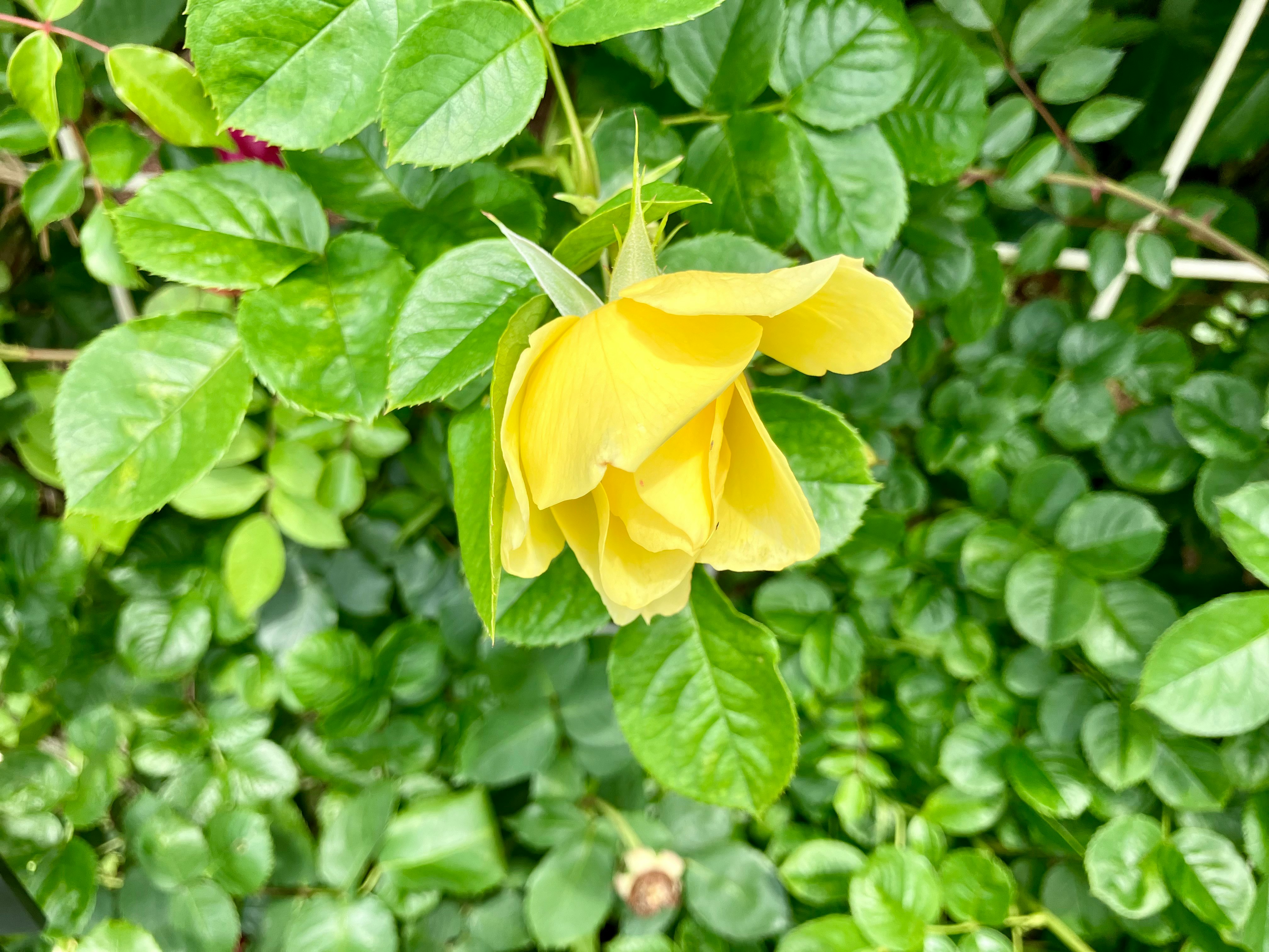 緑の葉に囲まれた黄色いバラの花