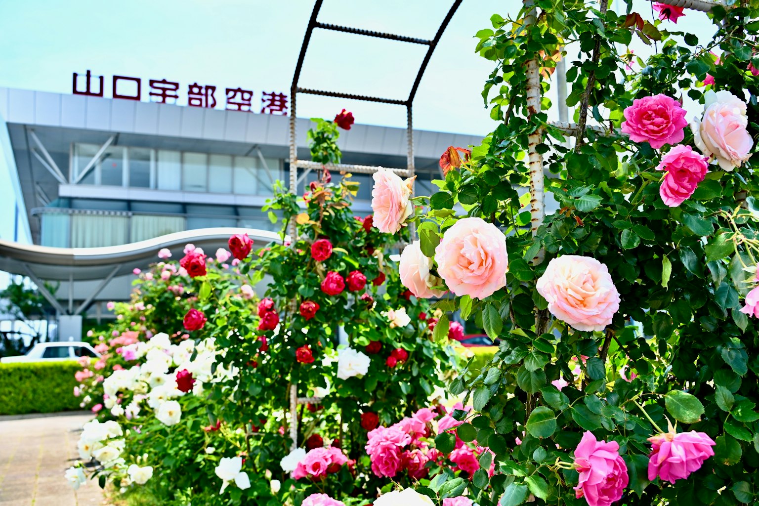 Những bông hồng đầy màu sắc nở trước sân bay Yamaguchi Ube