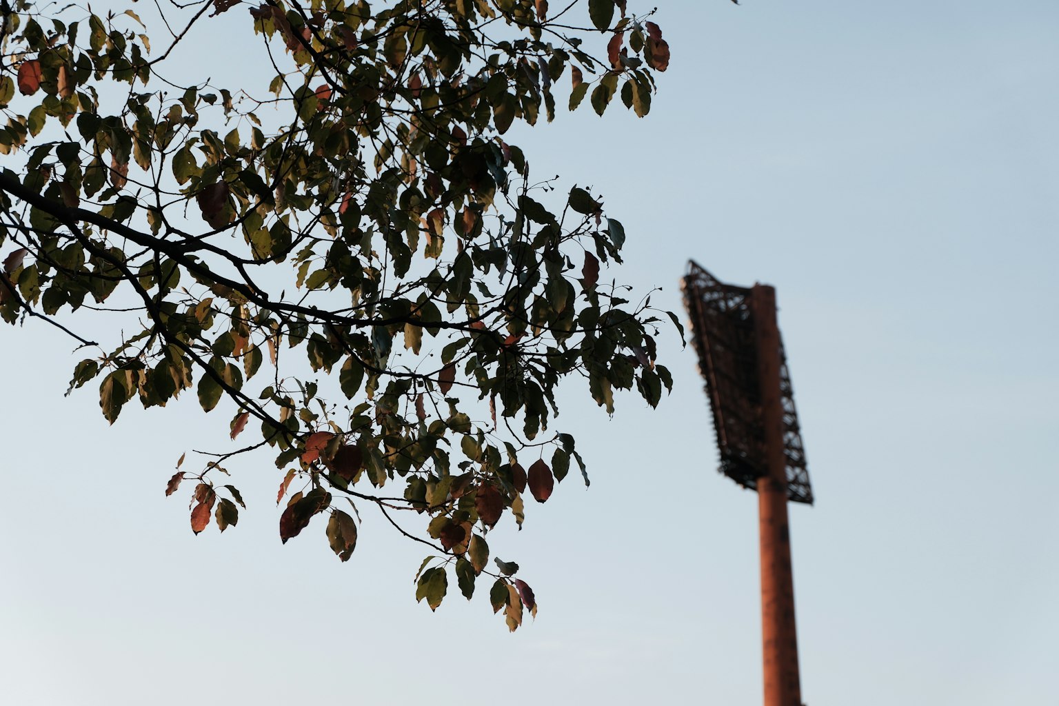 Árbol con hojas contra un cielo azul y un poste alto