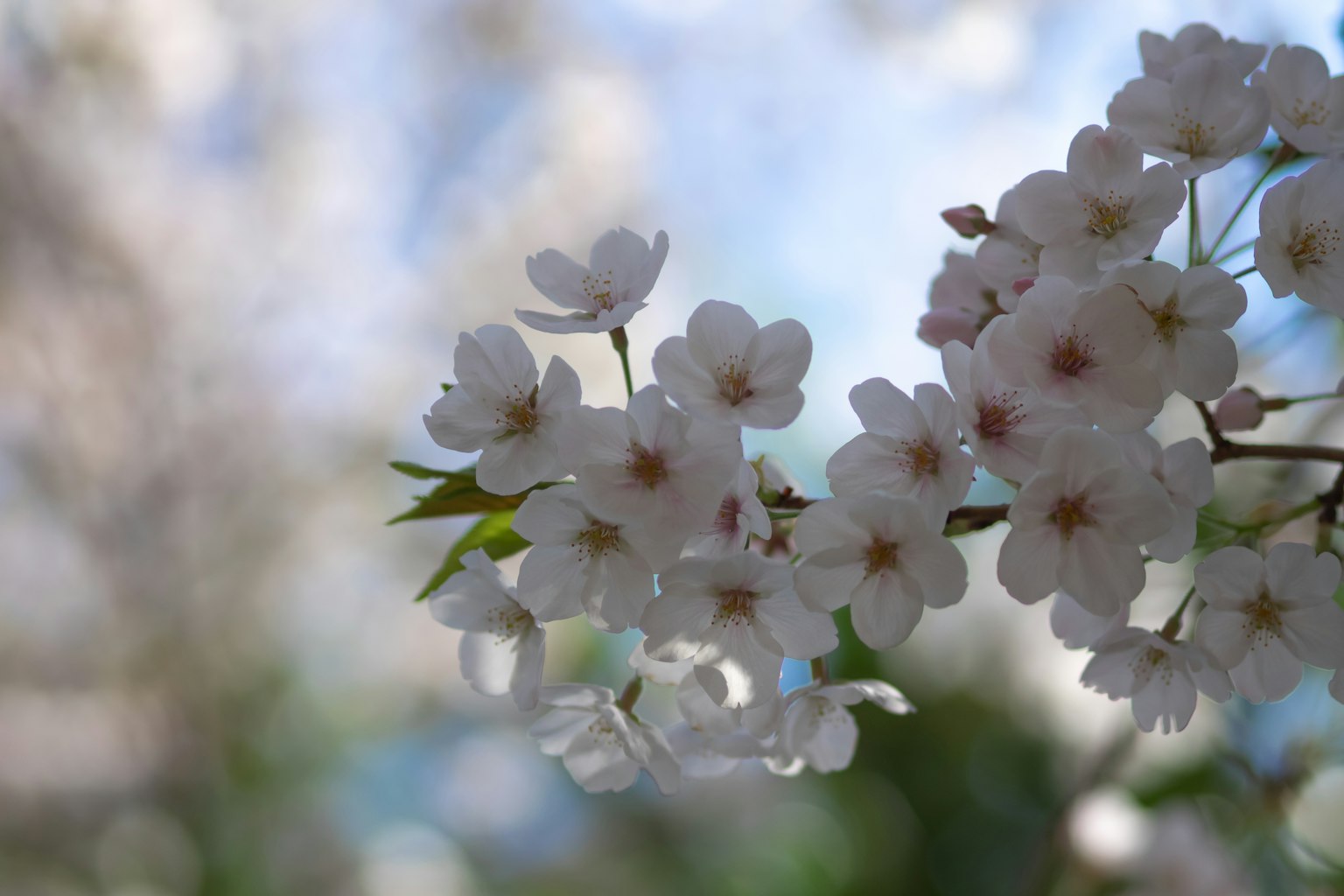 Bella scena di fiori di ciliegio in fiore