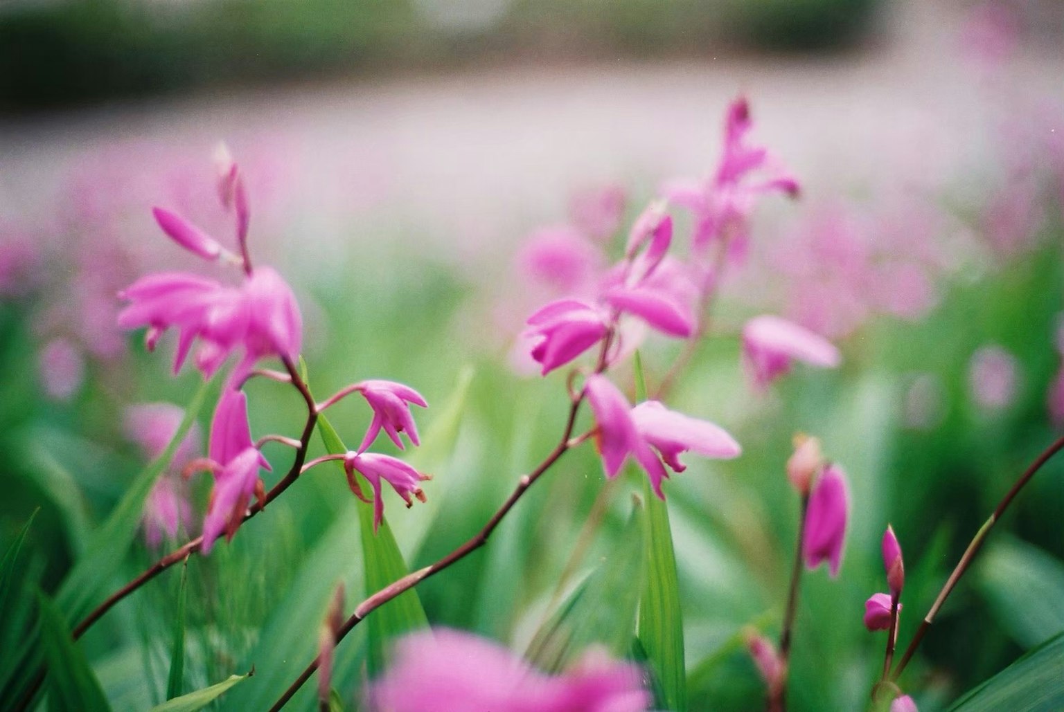 Gros plan de fleurs roses vibrantes dans un champ herbeux
