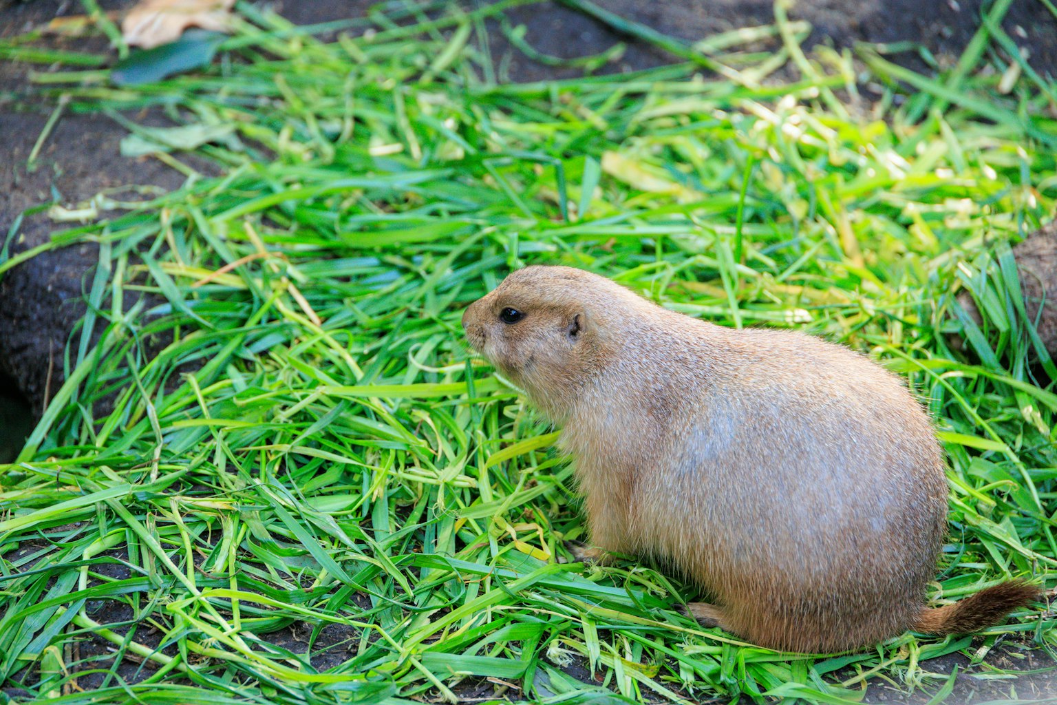Ein Präriehund sitzt auf grünem Gras