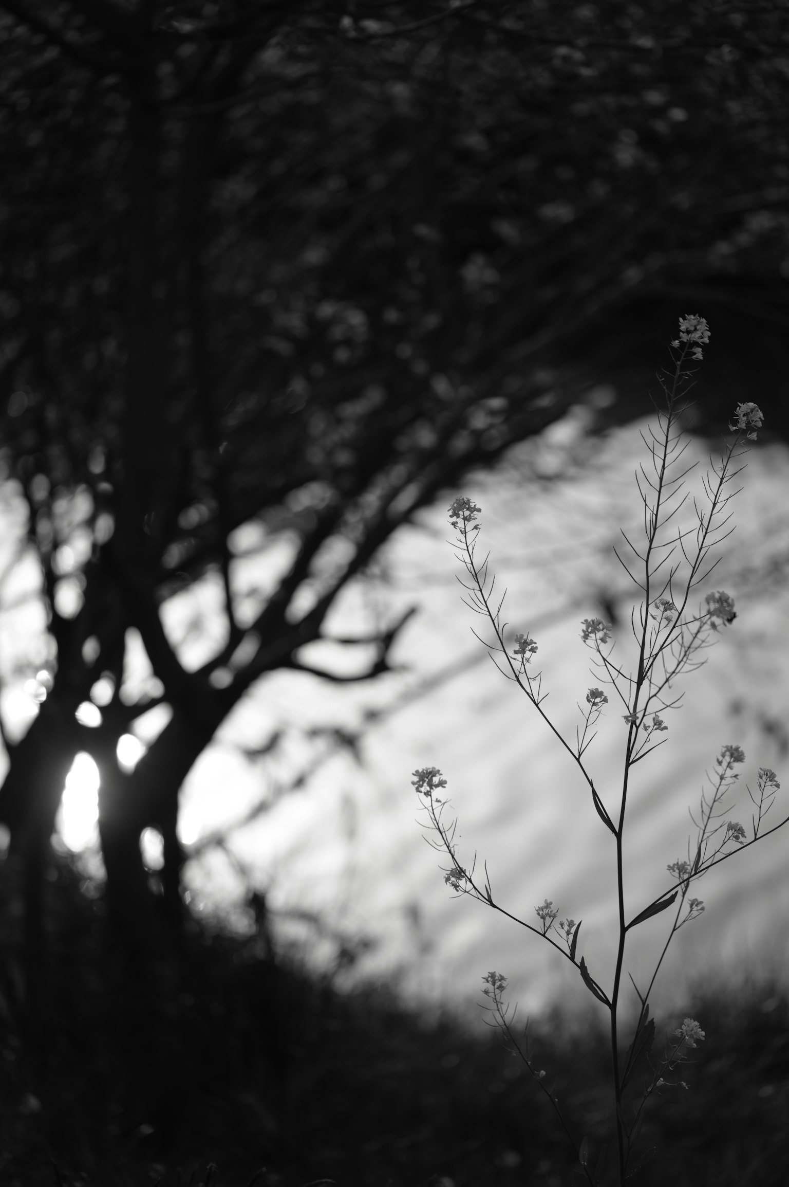 Delicate plant in silhouette against a monochrome background featuring trees and water surface