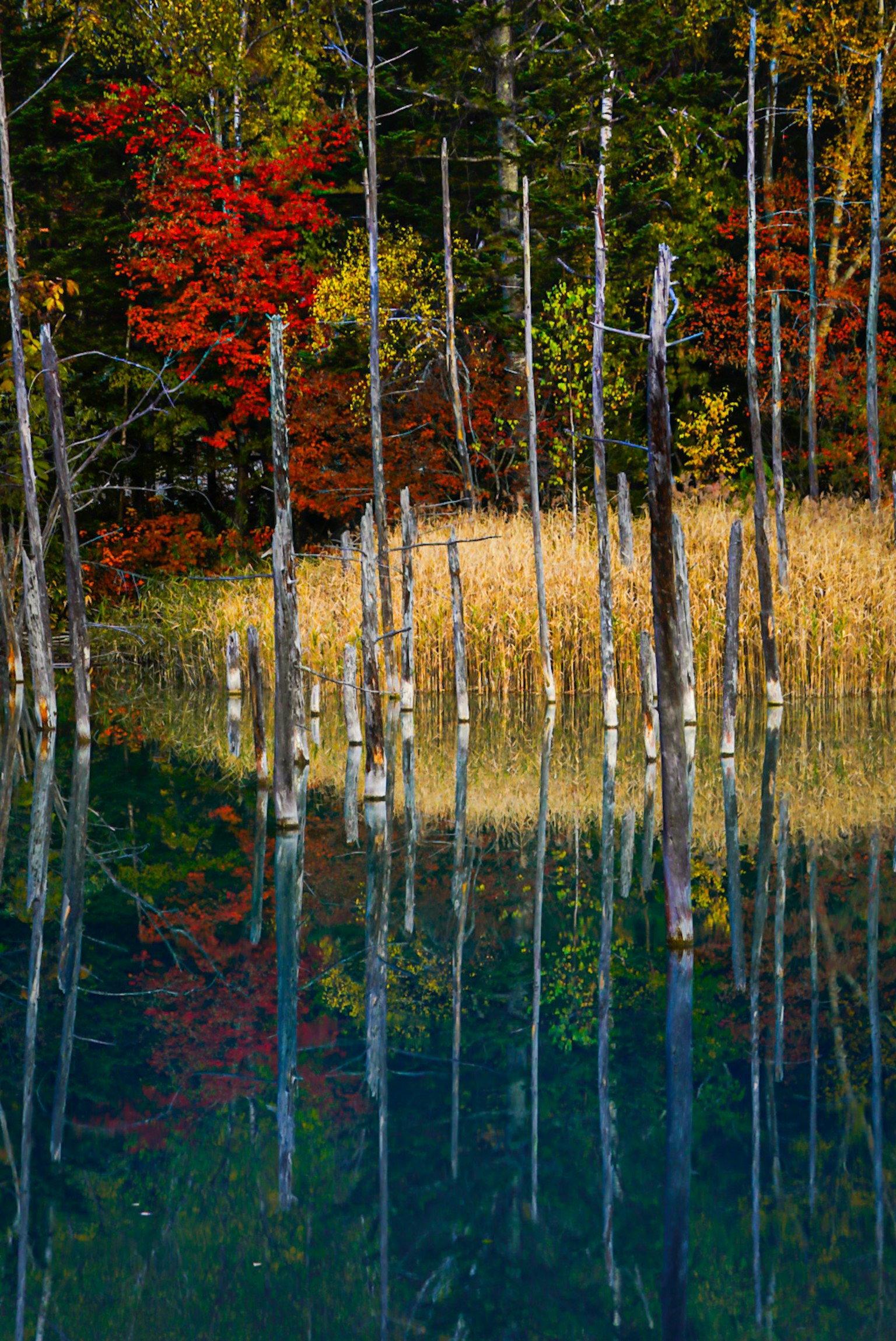秋の色合いの木々が水面に映る美しい風景