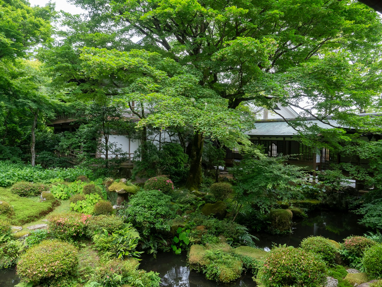Paesaggio di giardino lussureggiante con un grande albero e una casa tradizionale circondata da vegetazione