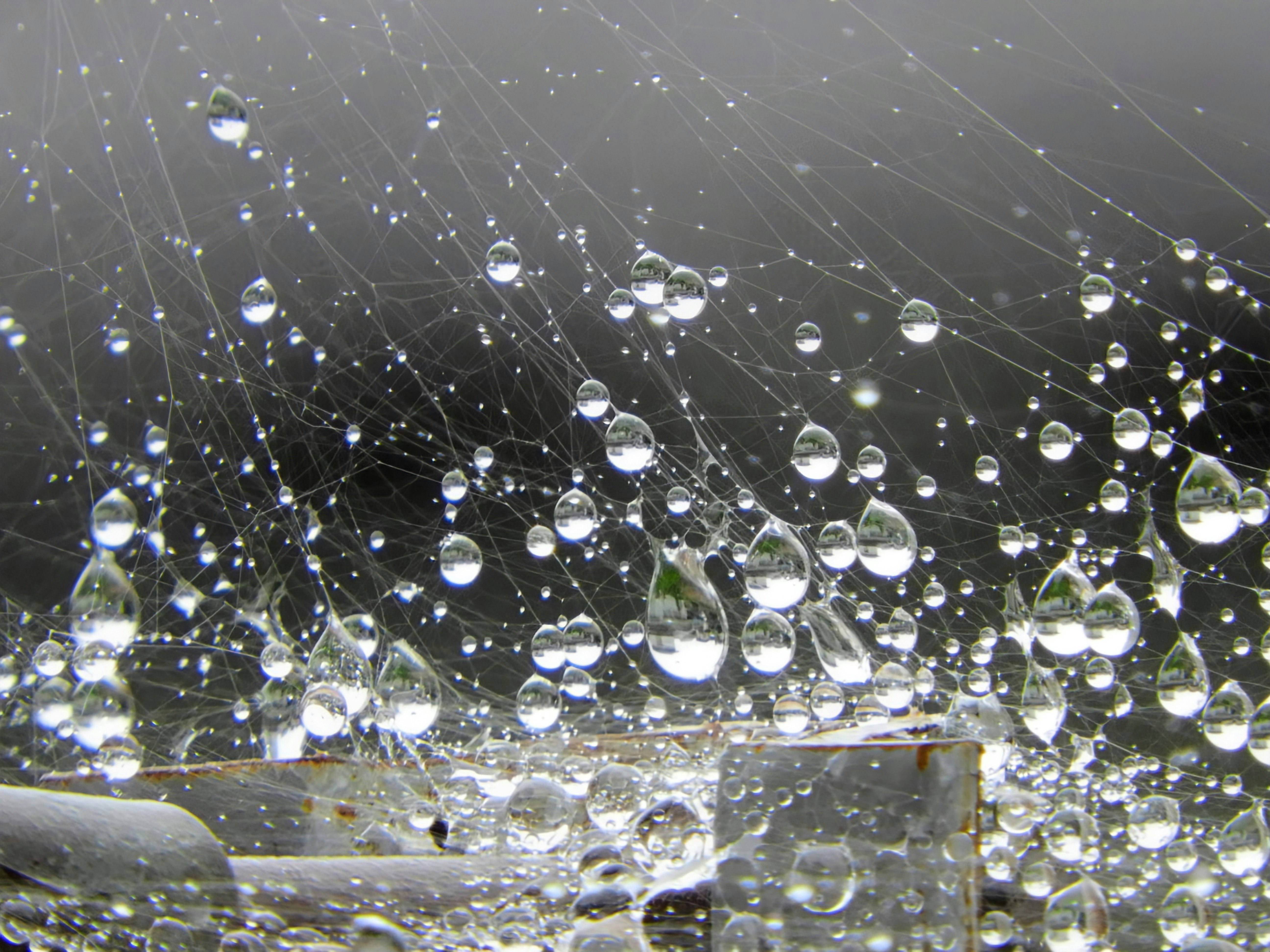 蜘蛛の巣に連なる雨粒のクローズアップ