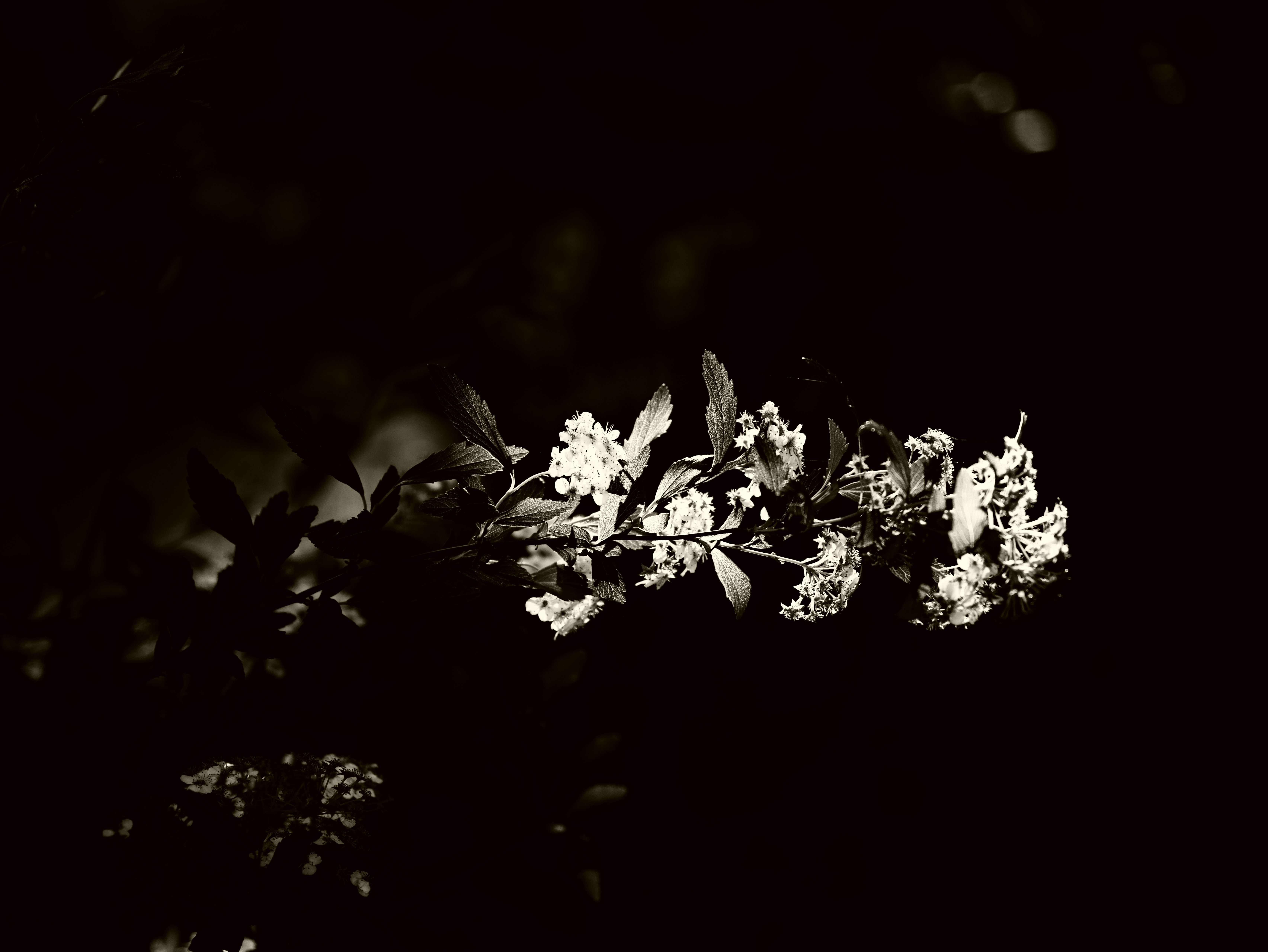 weiße Blüten auf dunklem Hintergrund