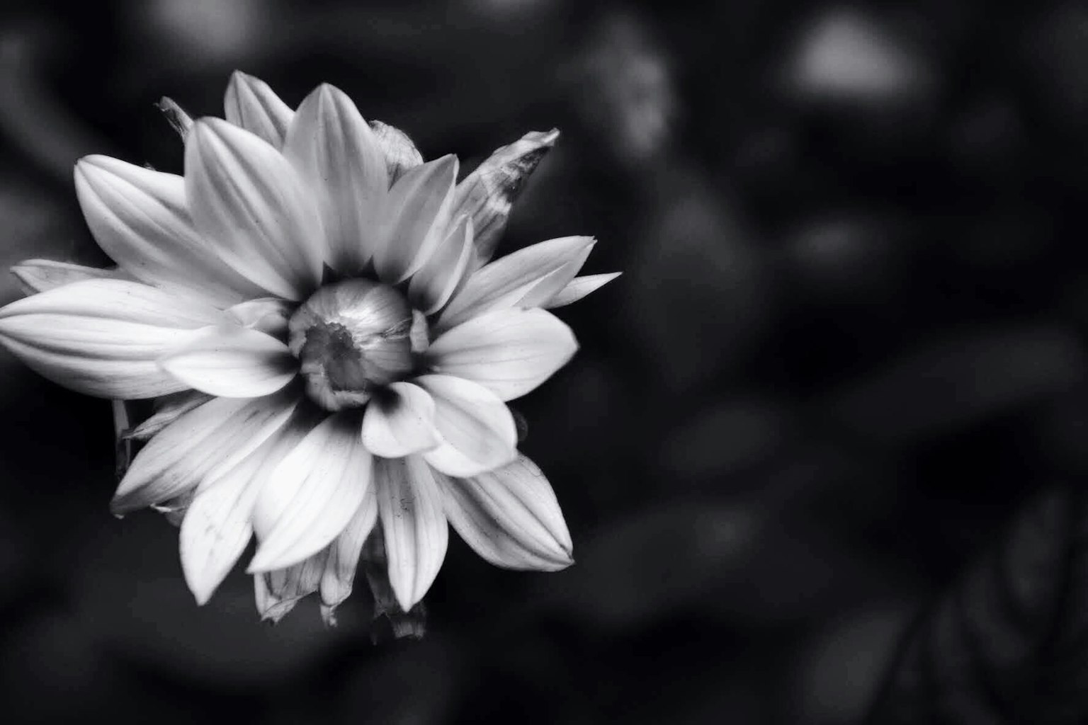 Close-up of a white flower in black and white with bright petals and dark background