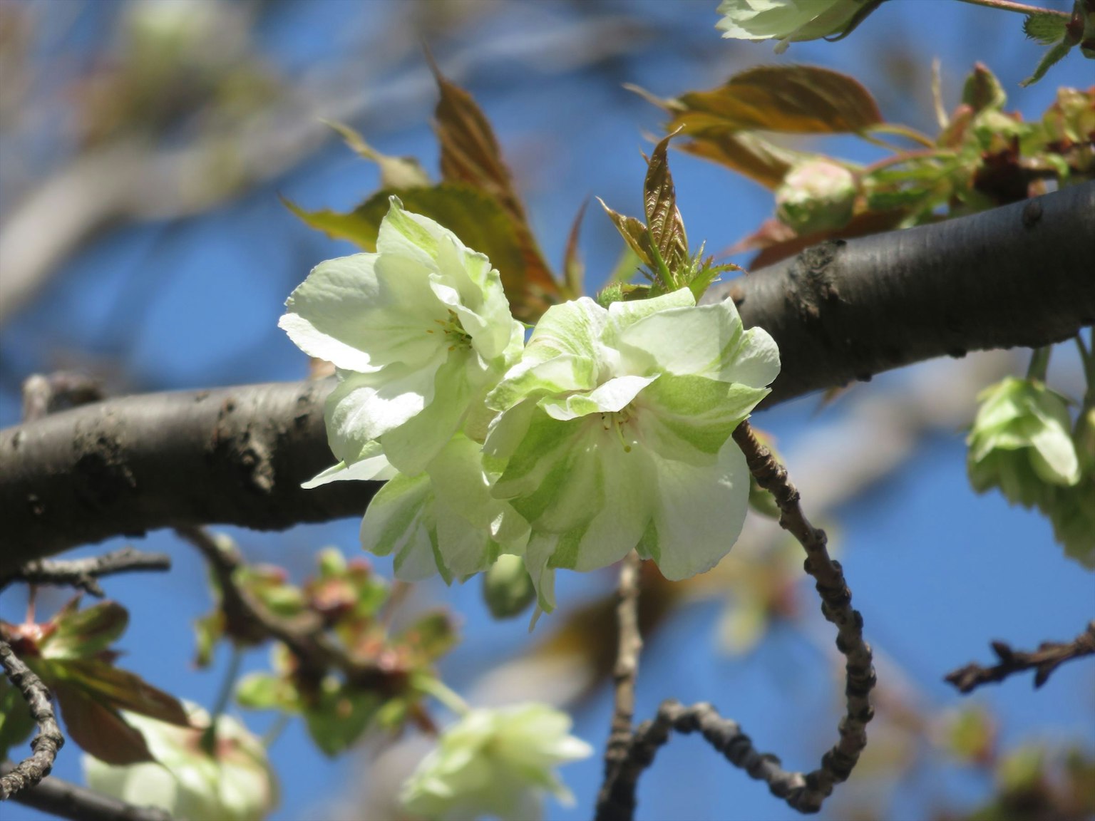Gros plan de fleurs vert pâle en fleurs sur une branche d'arbre