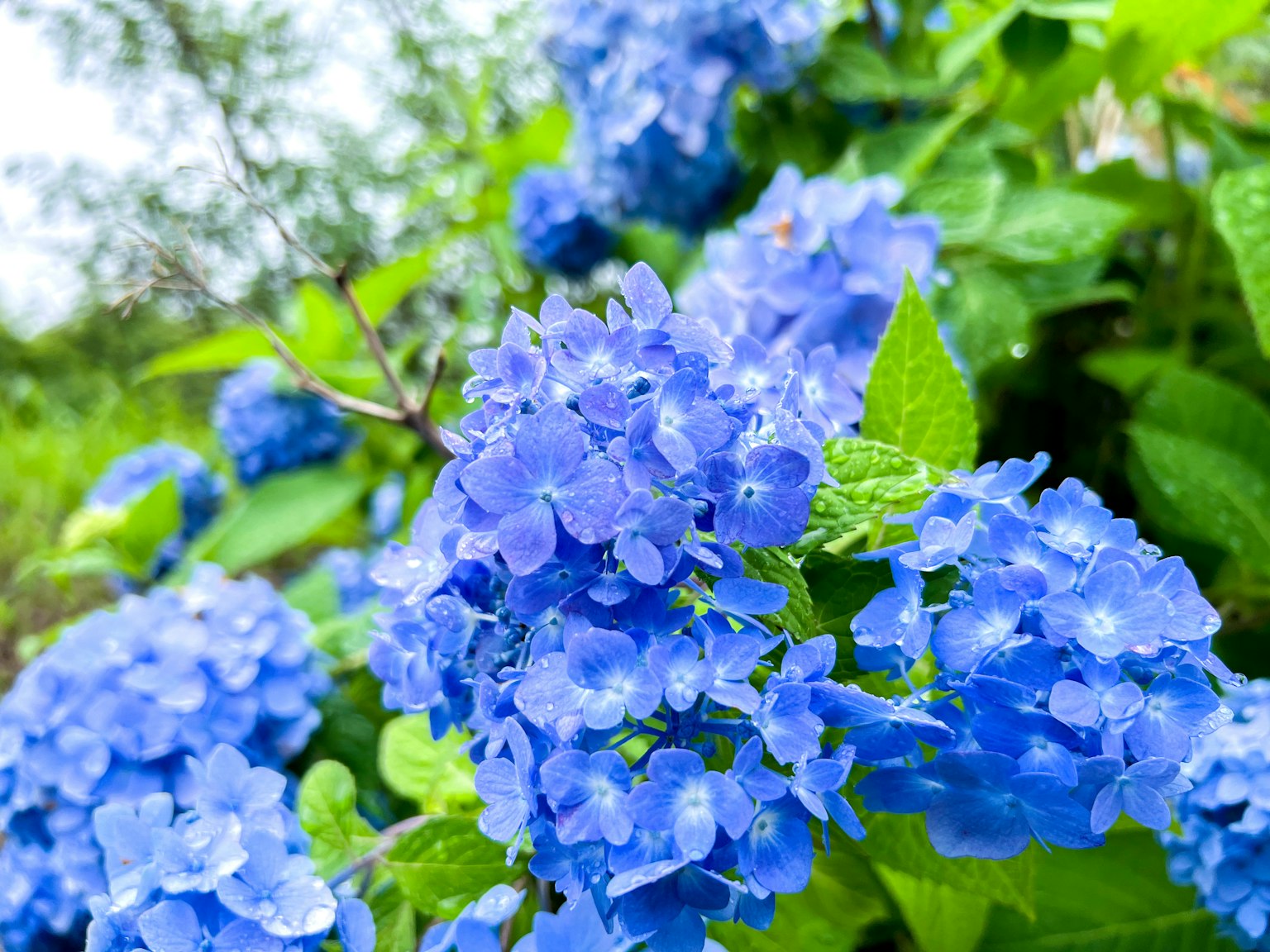 Vibrant blue flowers with raindrops and lush green leaves