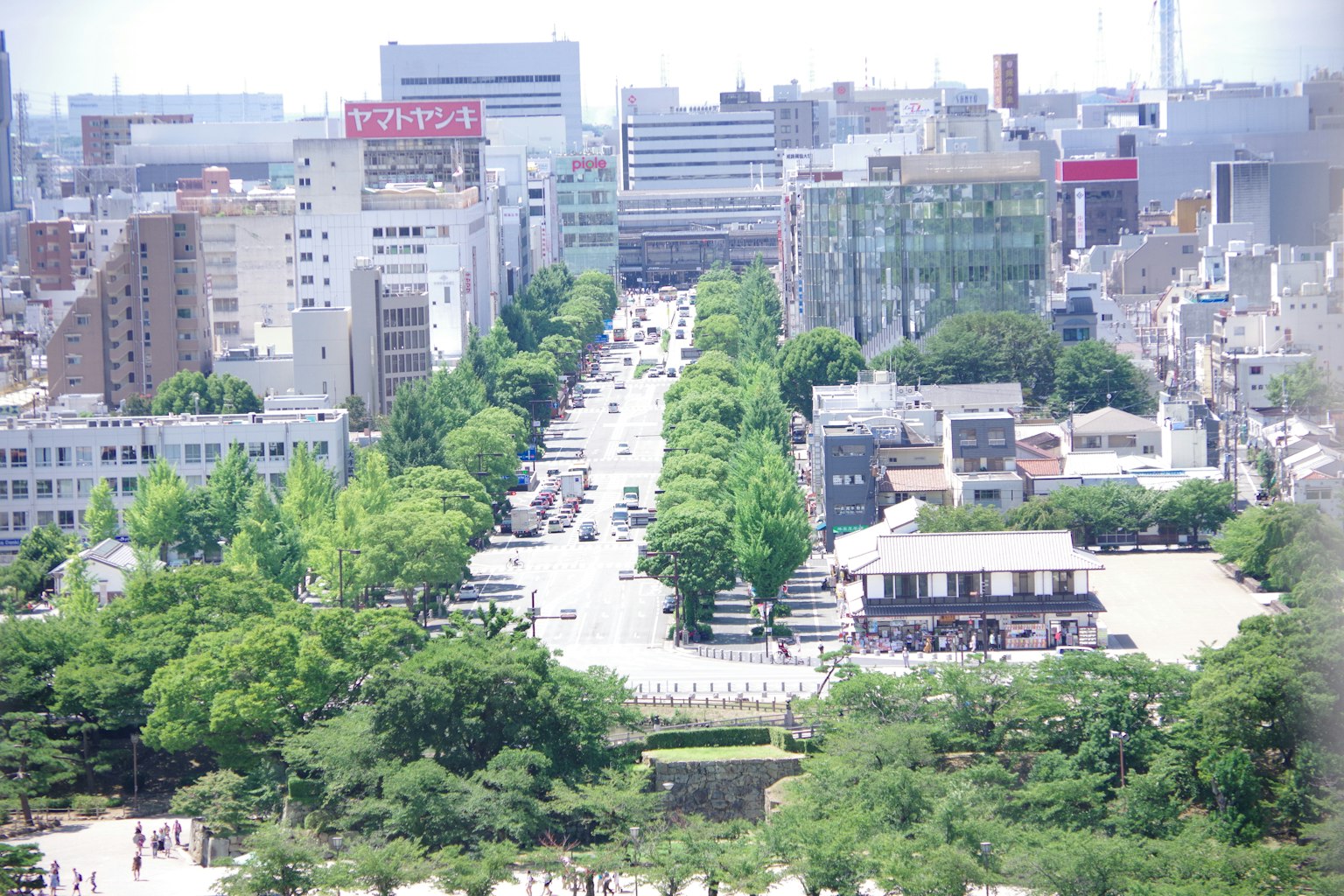 城市景觀，特色樹木成行的街道和建築物