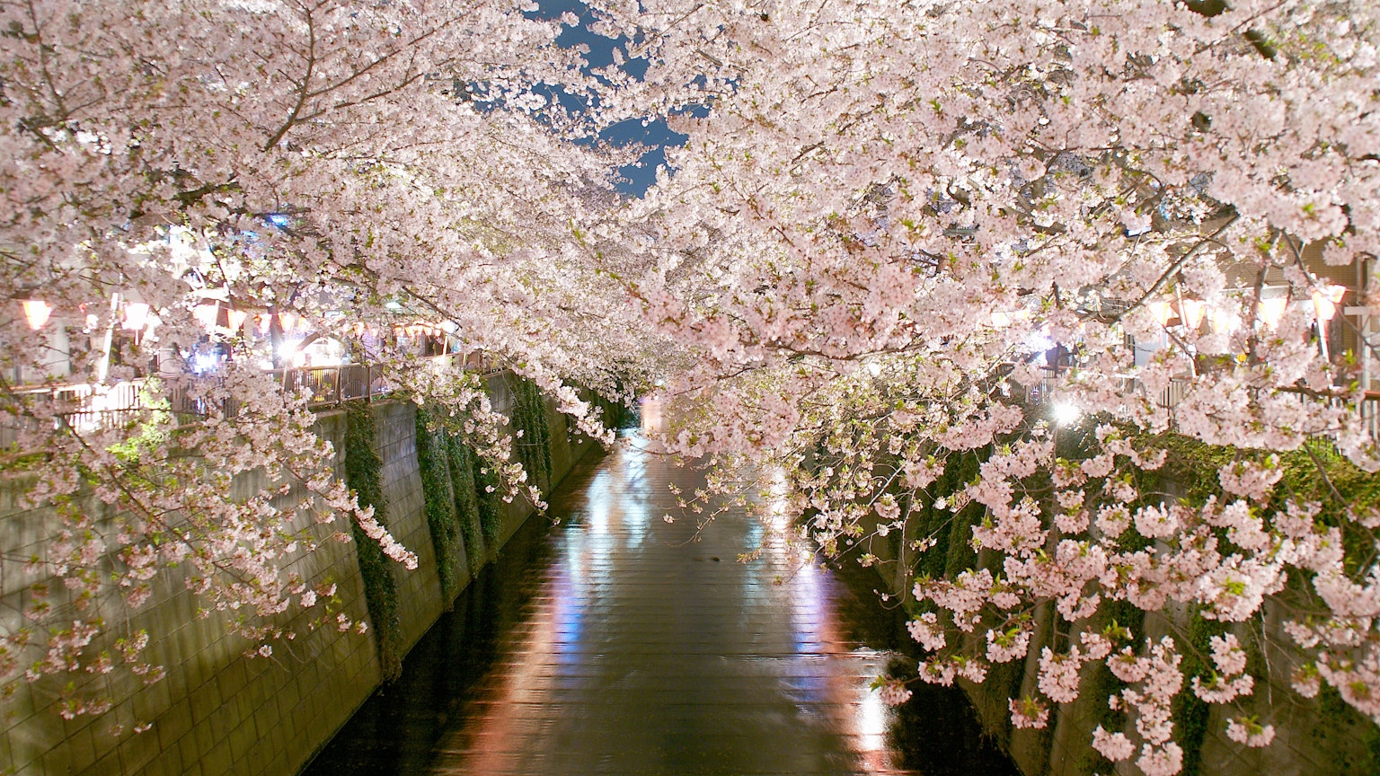 Pohon sakura yang indah di tepi sungai pada malam hari