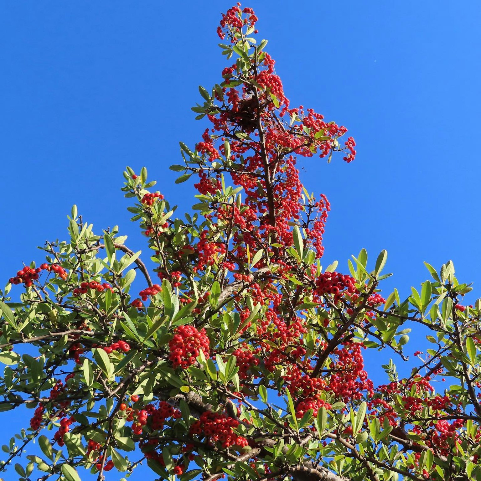 Ramo di un albero con bacche rosse contro un cielo blu chiaro