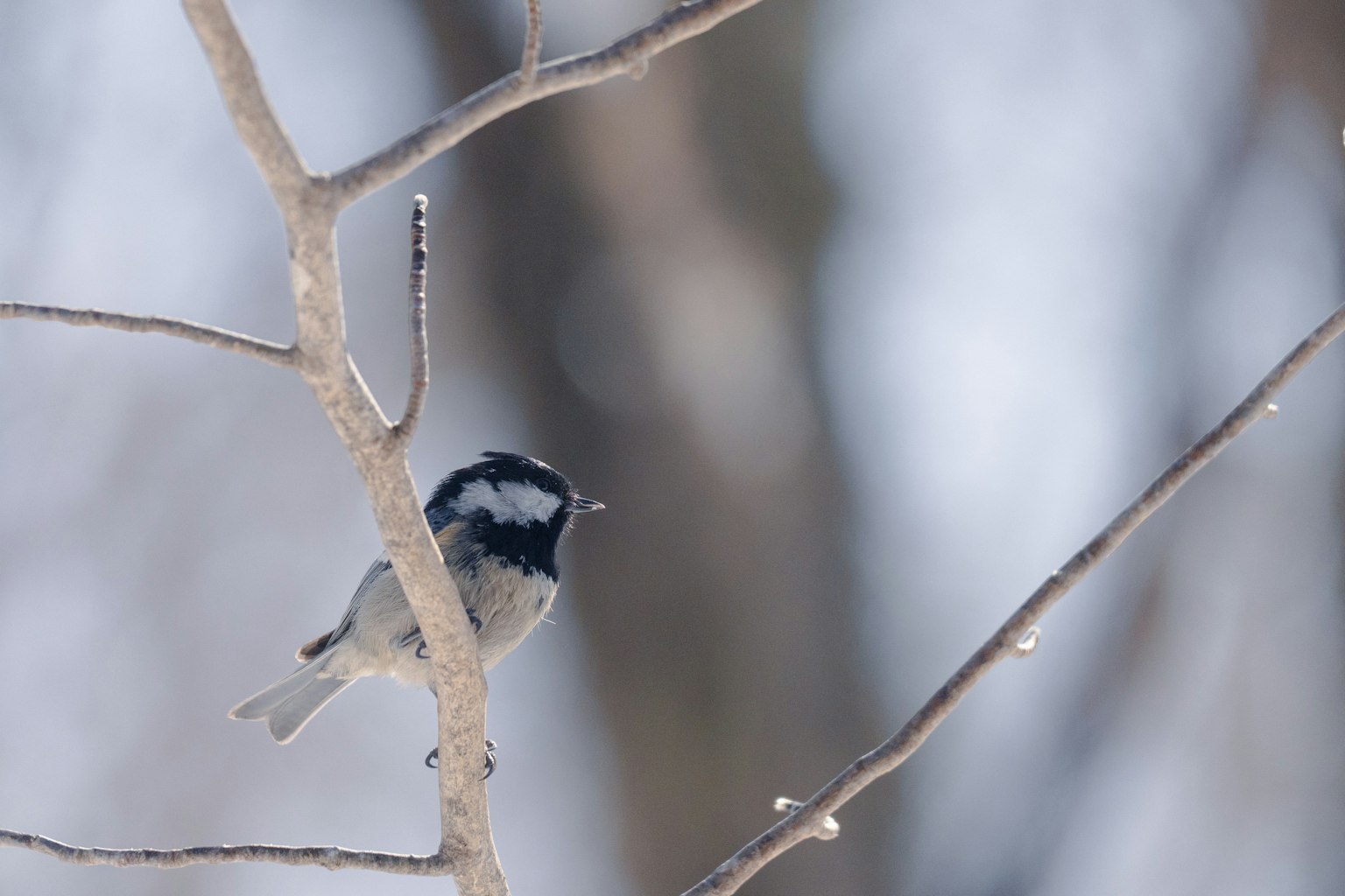 Pequeño pájaro posado en una rama en un paisaje invernal