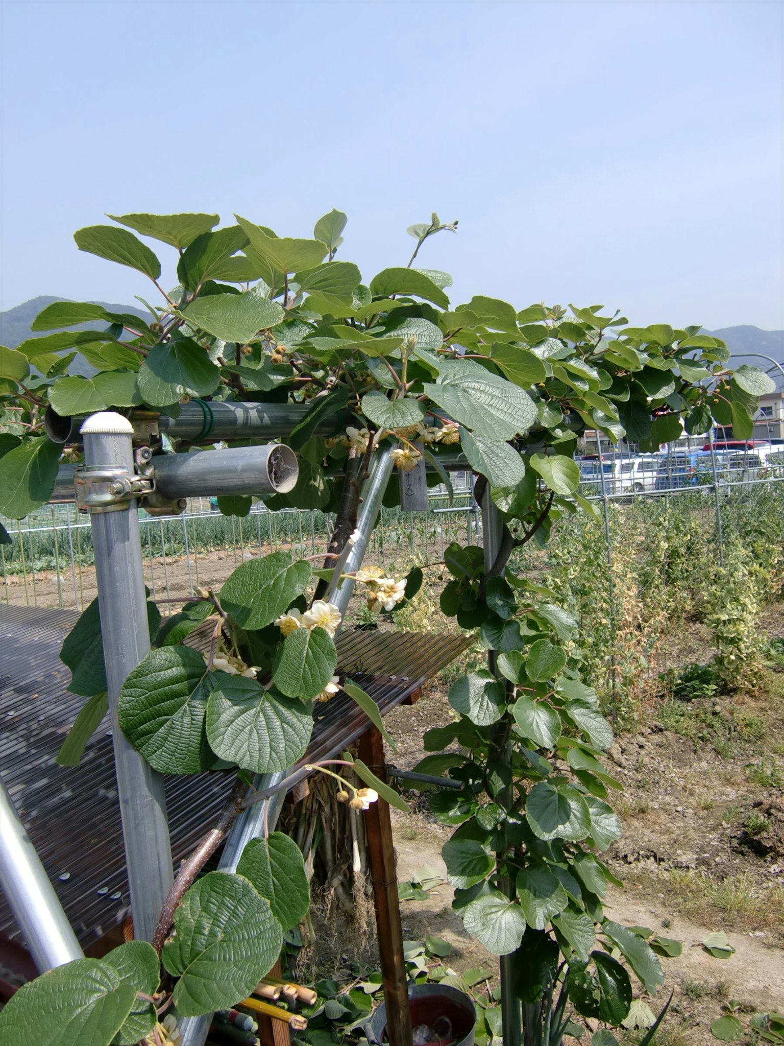 Piante con foglie verdi lussureggianti che crescono in un campo
