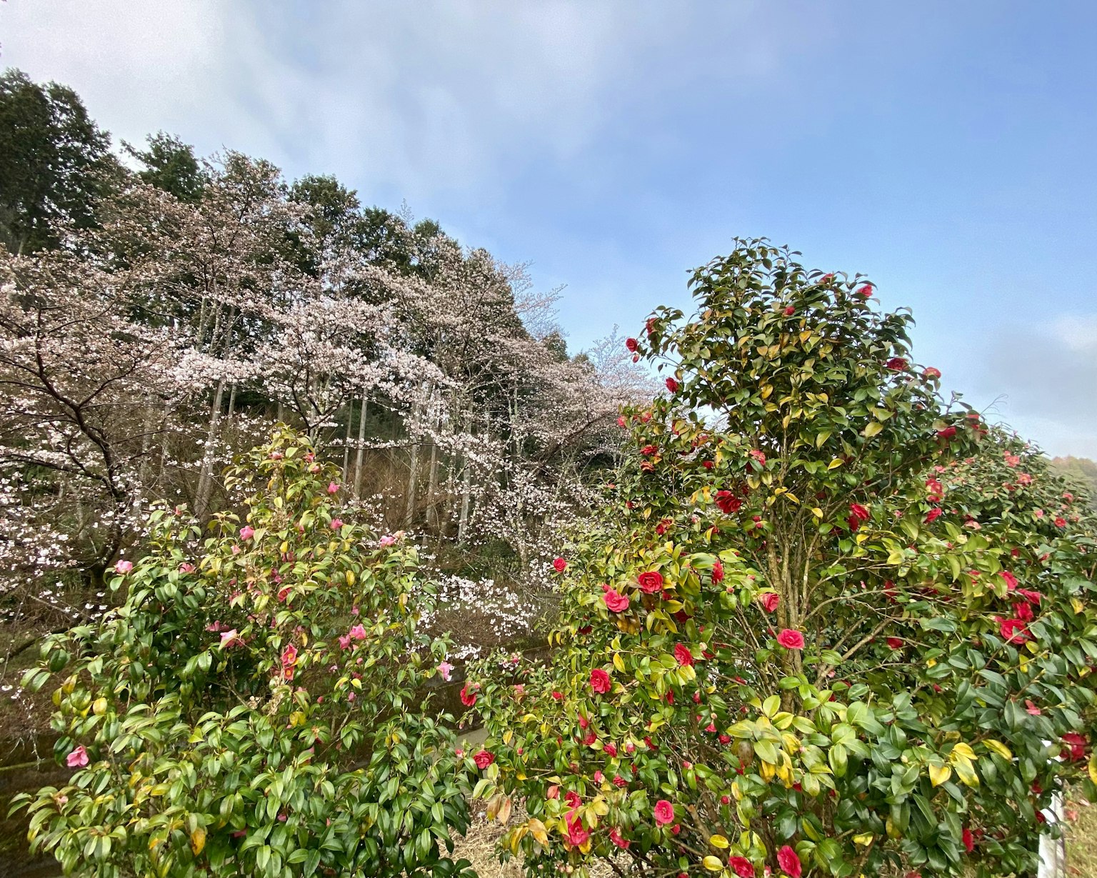 Paysage avec des cerisiers en fleurs et des plantes vertes colorées