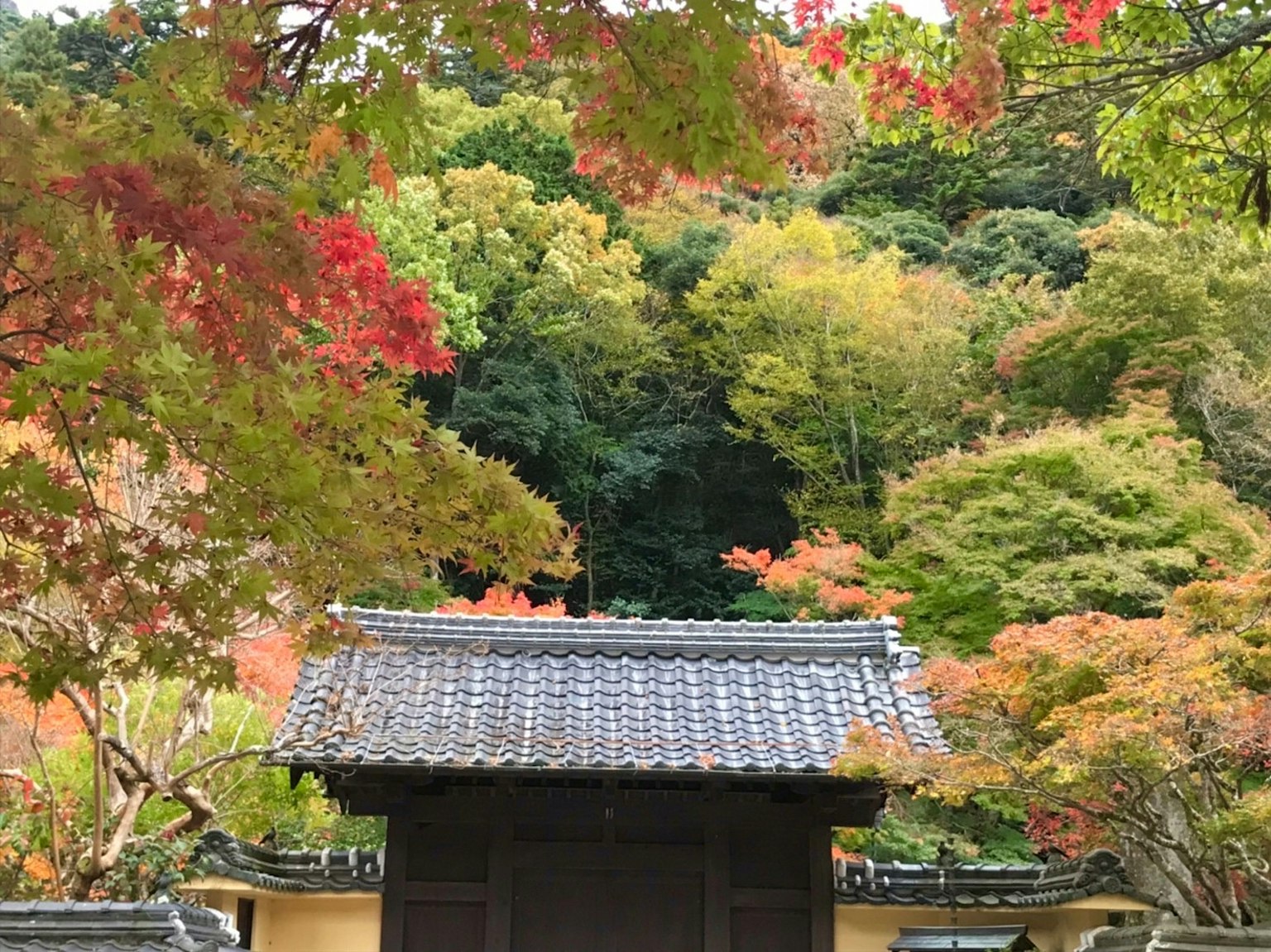 Porte japonaise traditionnelle entourée de feuillage d'automne coloré