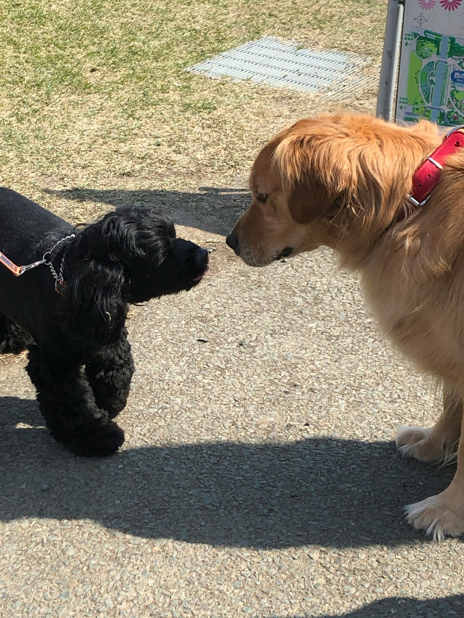 Two dogs sniffing each other in a park setting