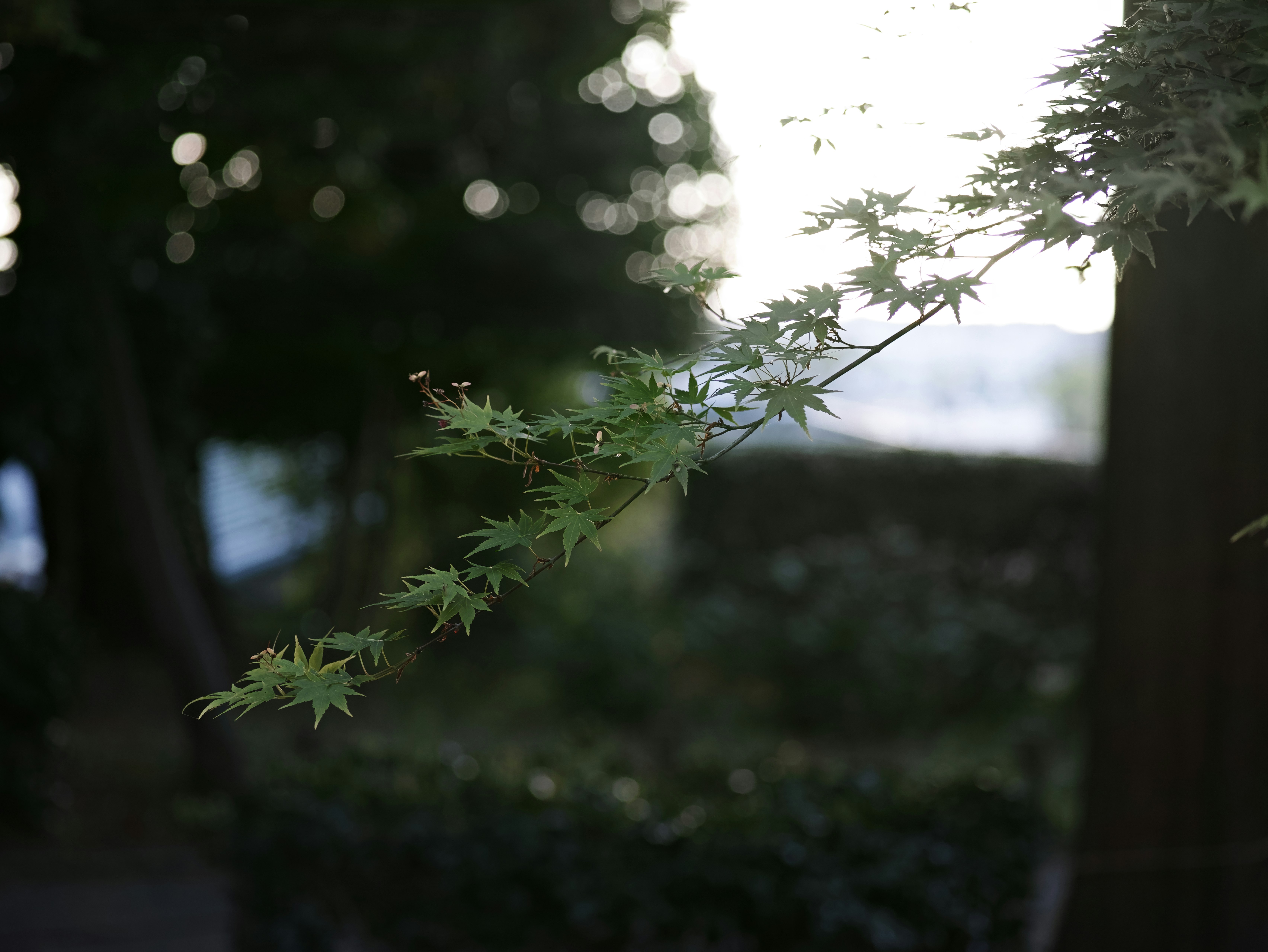 庭の木々の枝先に差す柔らかな光