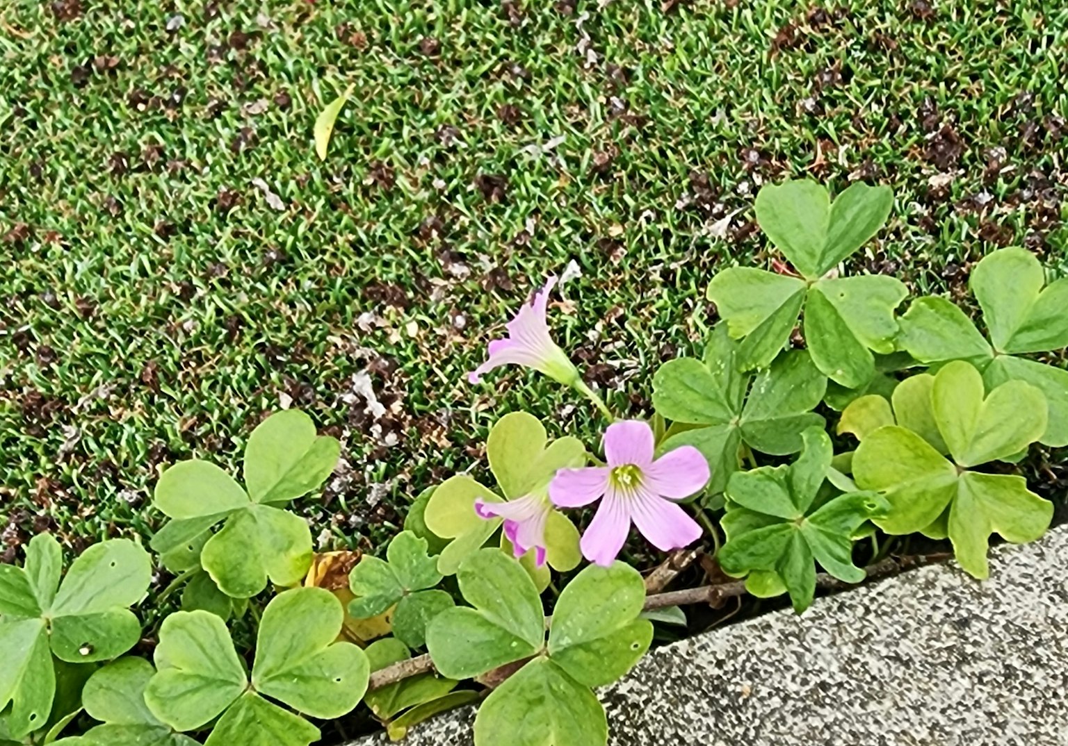 Pink flower among green clover leaves on grass