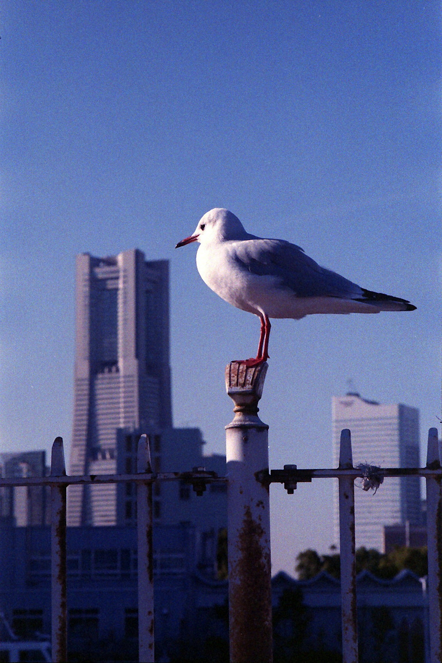 Una gaviota posada en un poste con el horizonte de la ciudad de fondo