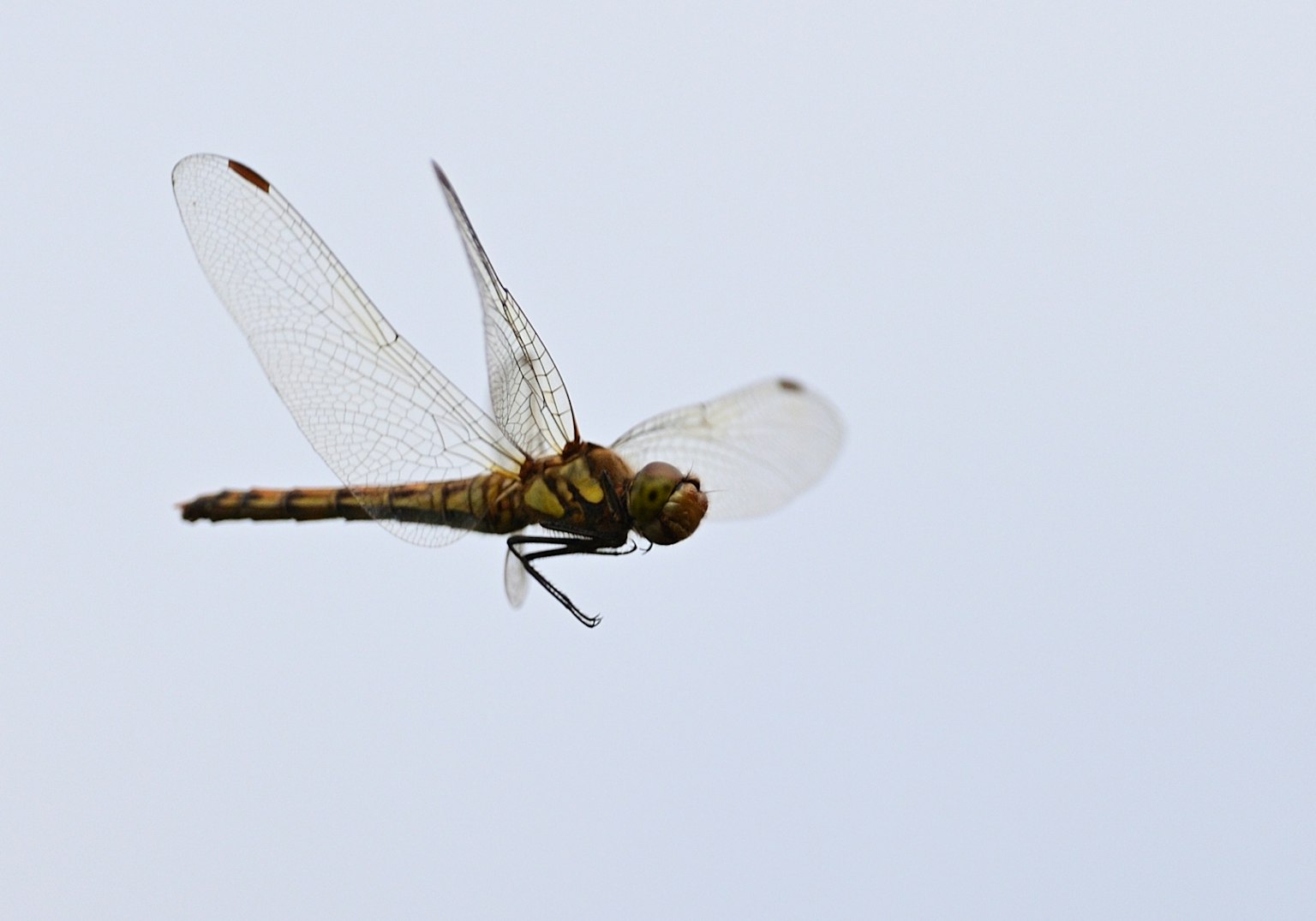 Image en gros plan d'une libellule volant dans les airs