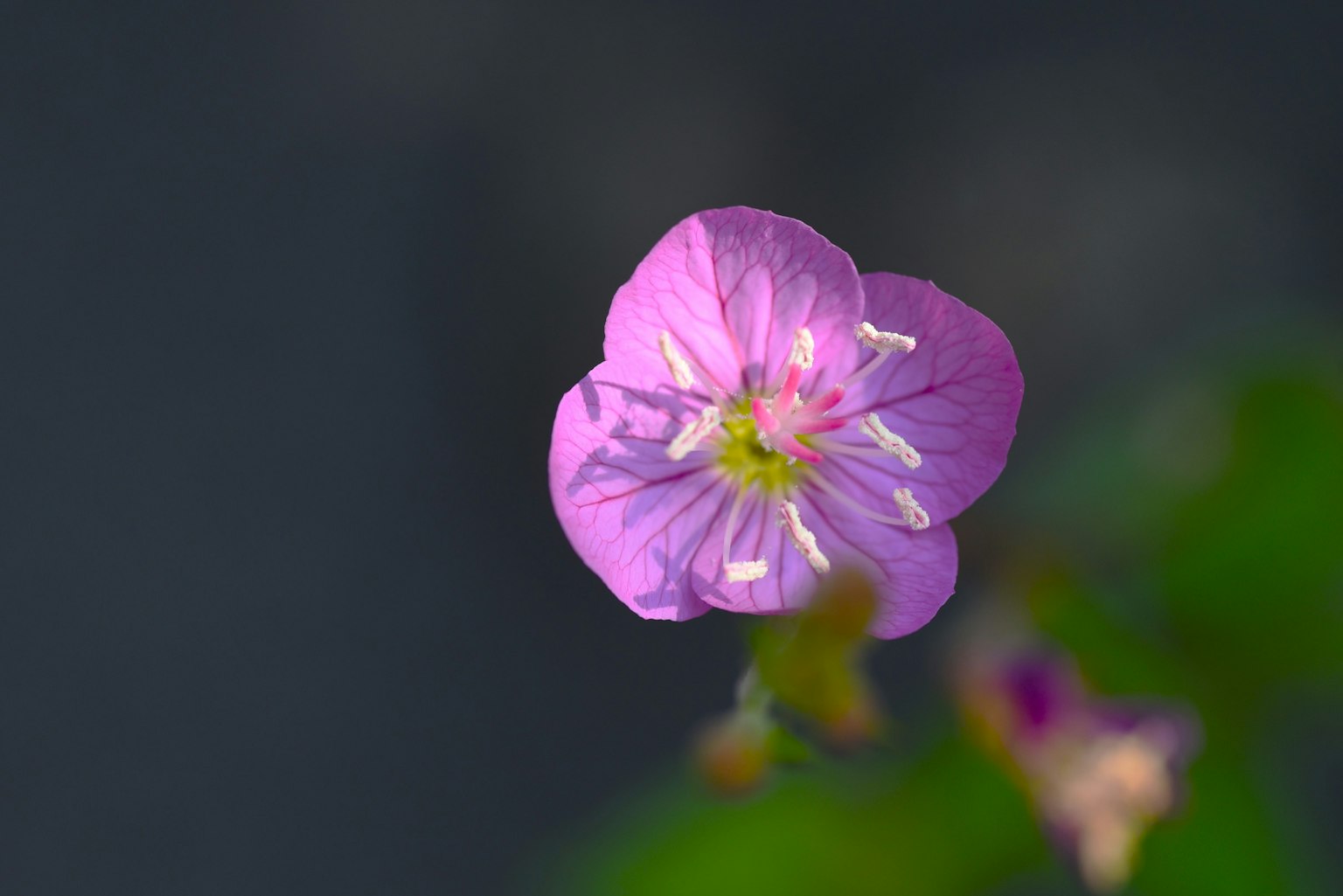 Nahaufnahme einer schönen rosa Blume mit grünen Blättern und einem dunklen Hintergrund