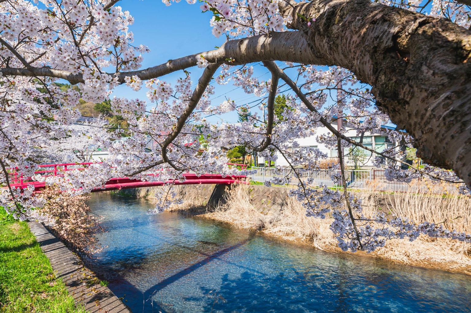 Malersicher Blick auf Kirschblüten entlang eines Flusses mit einer roten Brücke und blauem Wasser