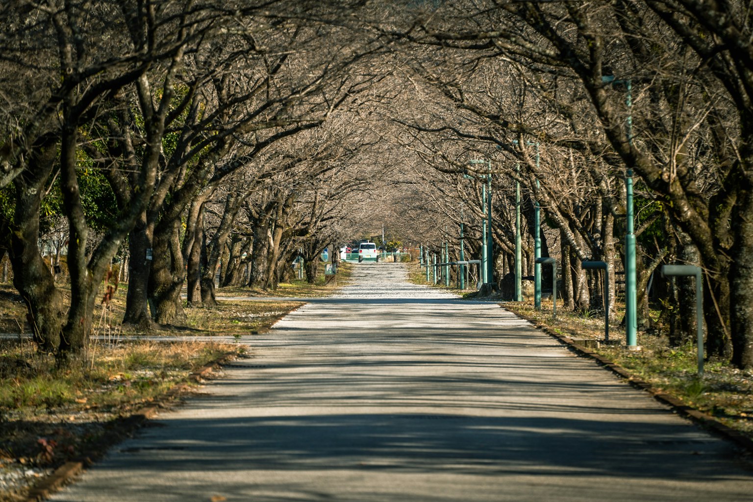 Una strada tranquilla fiancheggiata da alberi spogli