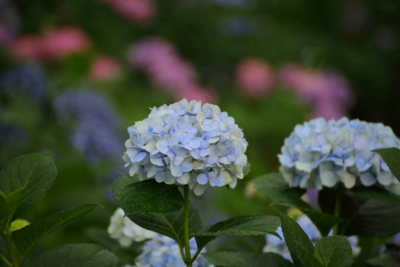 Fiori di ortensia blu che fioriscono in un giardino